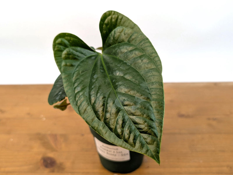 Anthurium 'Happy Bunny' (Pinkleyi x Luxurians)