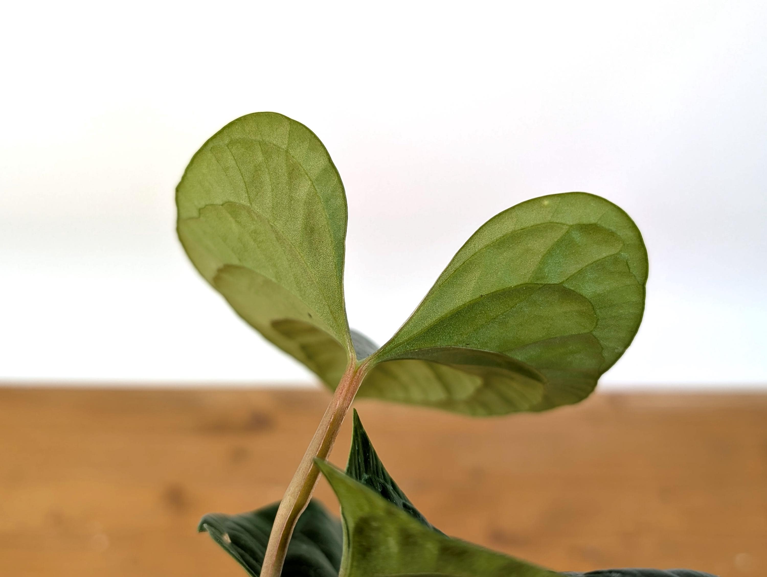 Anthurium Pinkleyi x Luxurians &