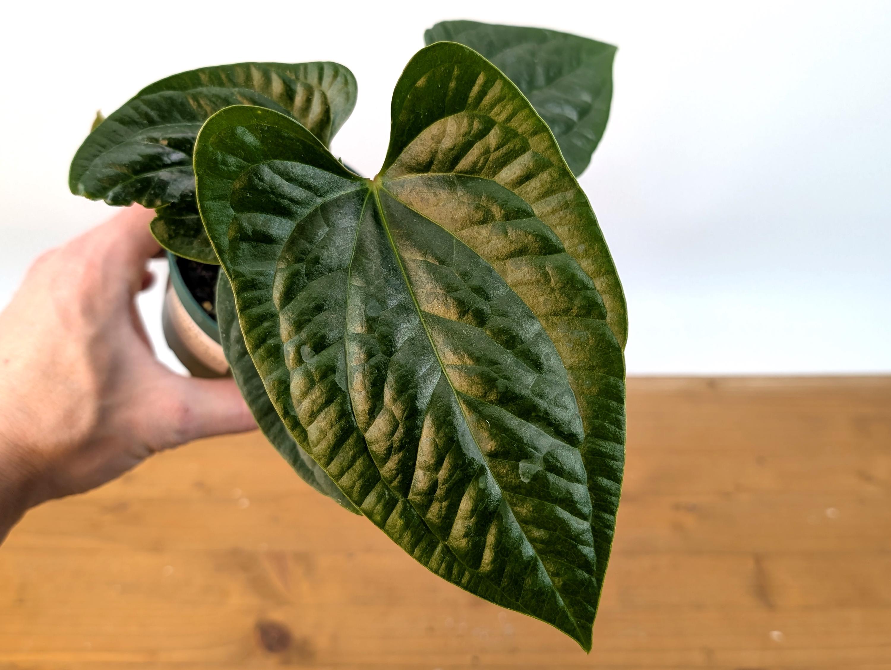 Anthurium Pinkleyi x Luxurians &