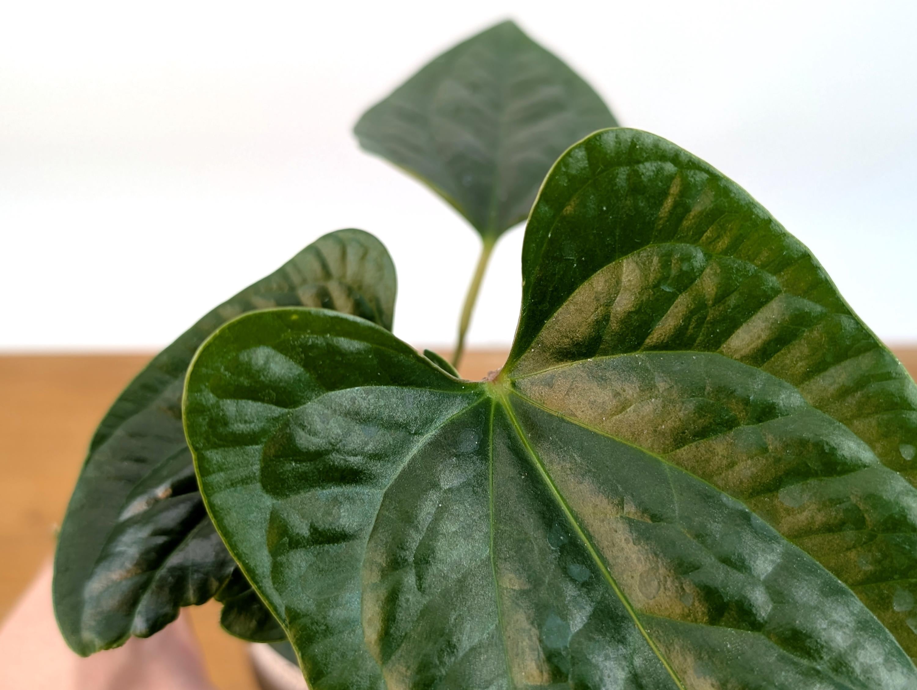 Anthurium Pinkleyi x Luxurians &
