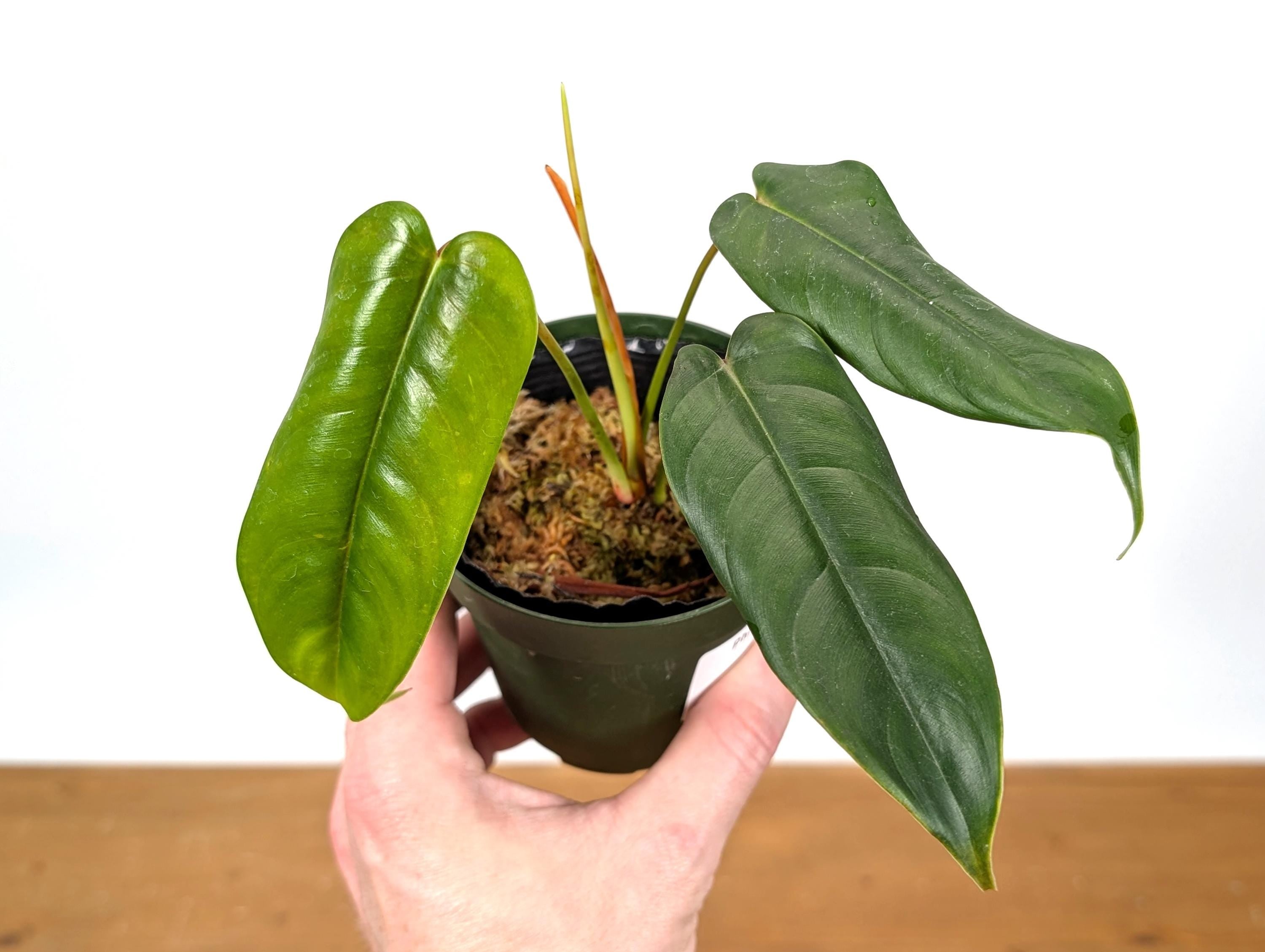 Philodendron Felix