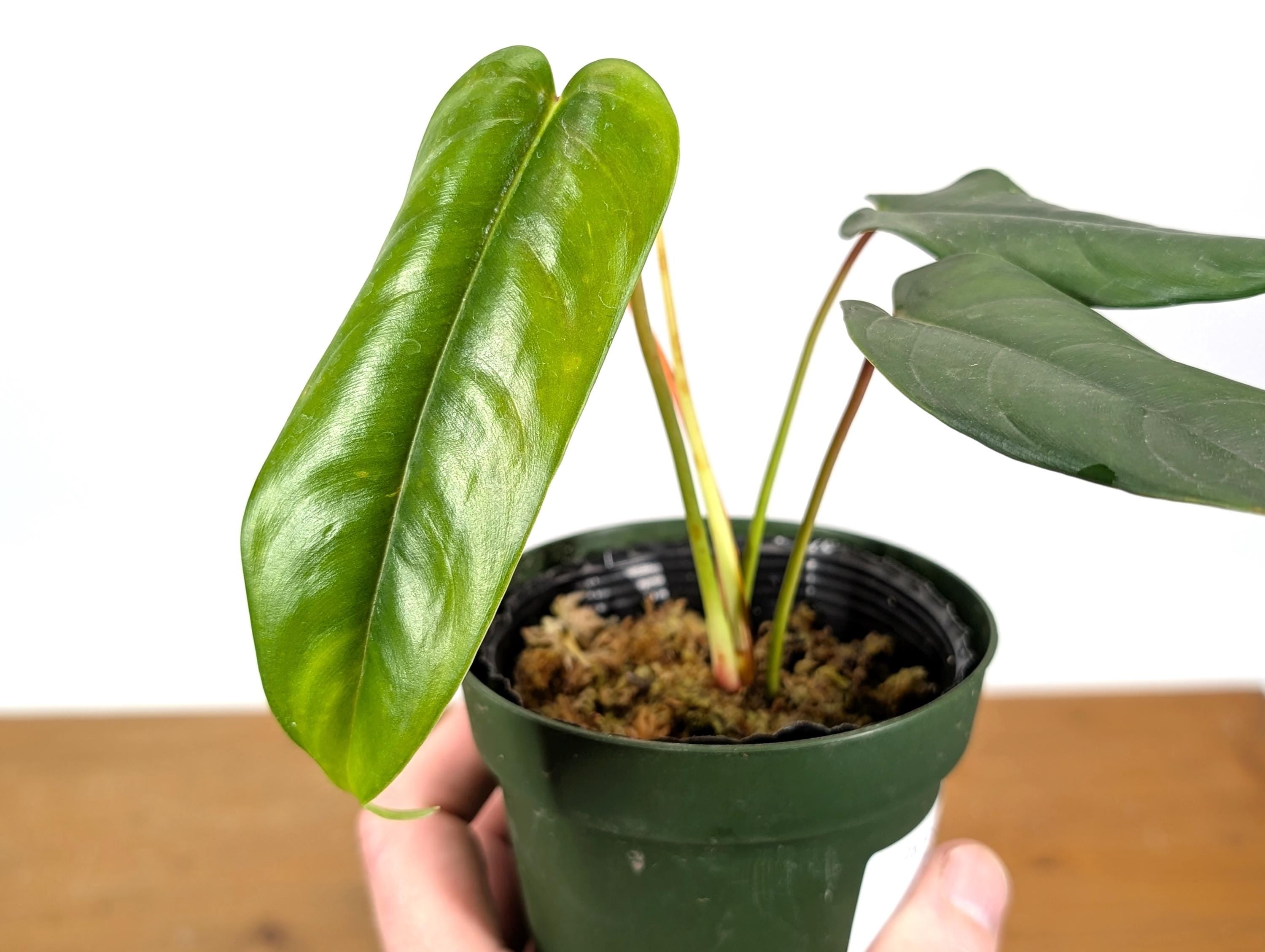 Philodendron Felix
