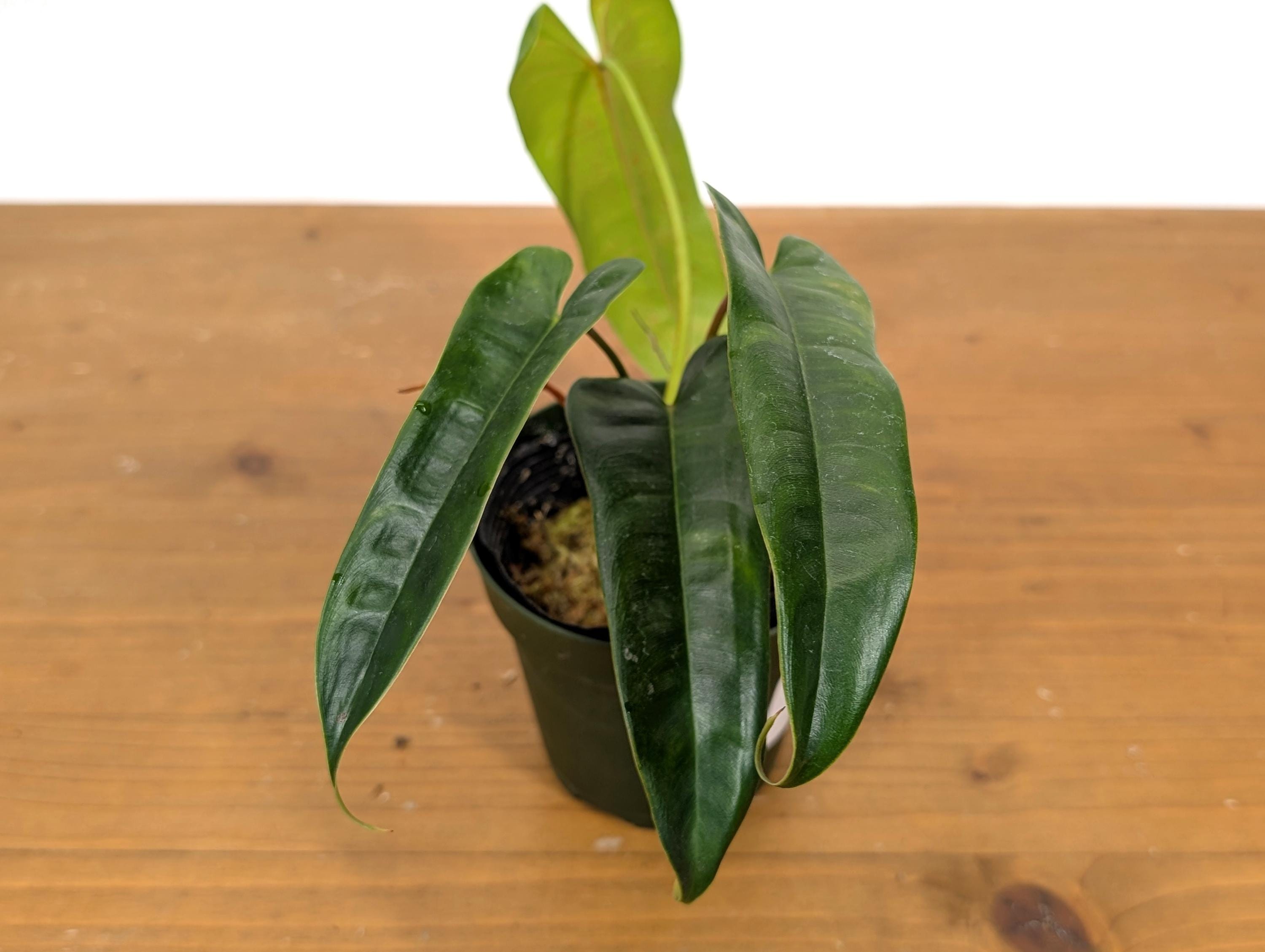 Philodendron Felix