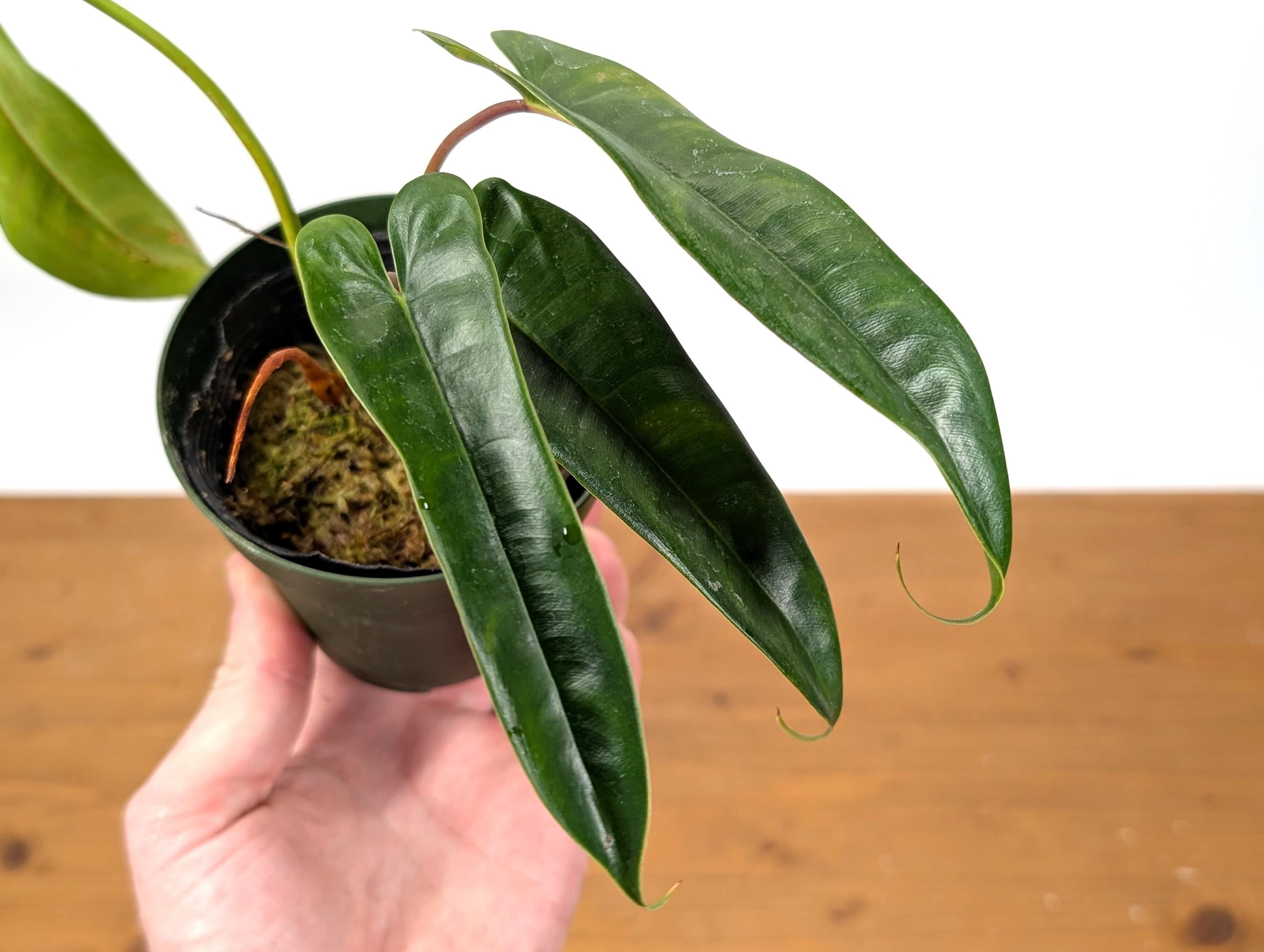 Philodendron Felix