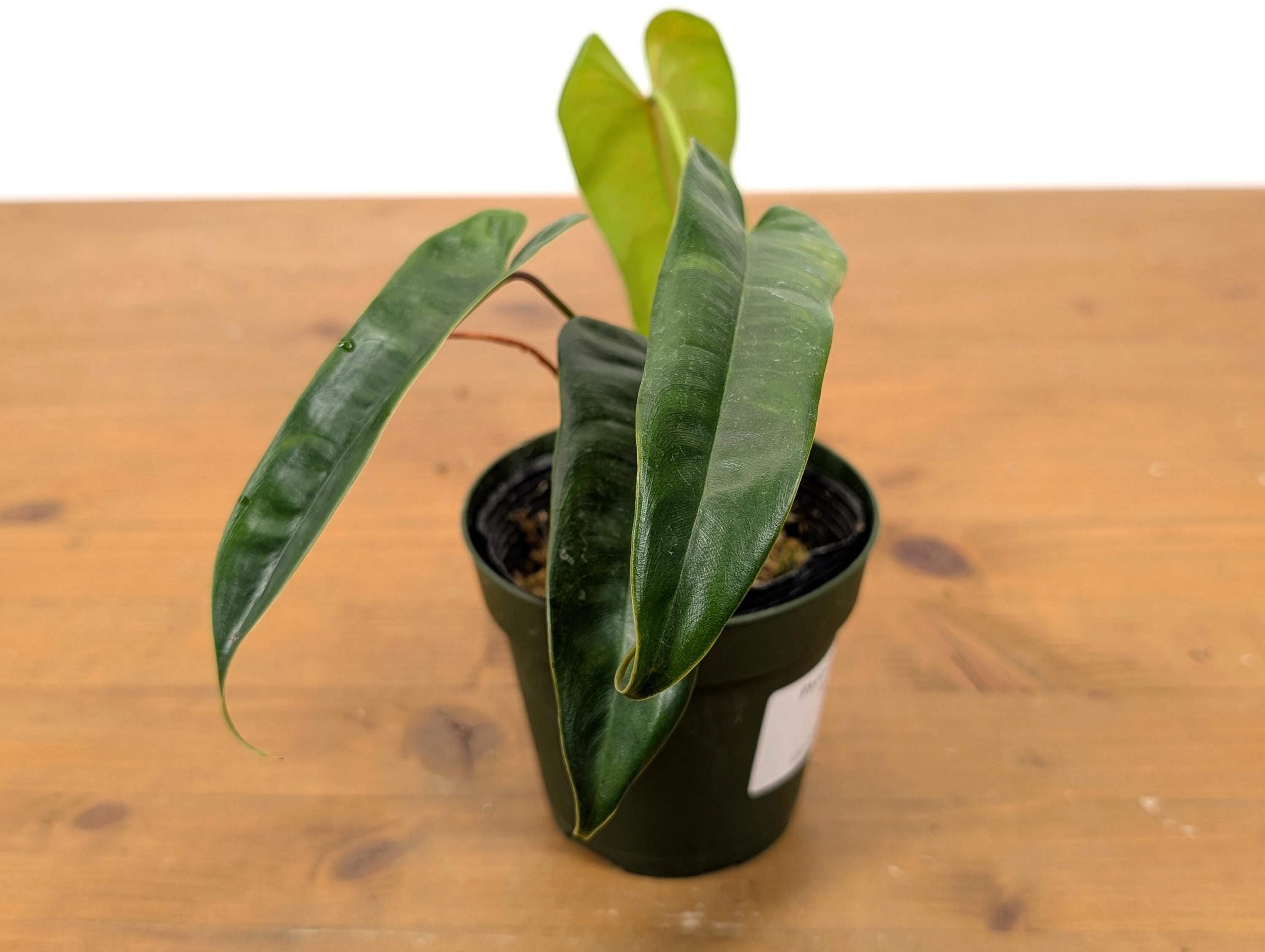 Philodendron Felix
