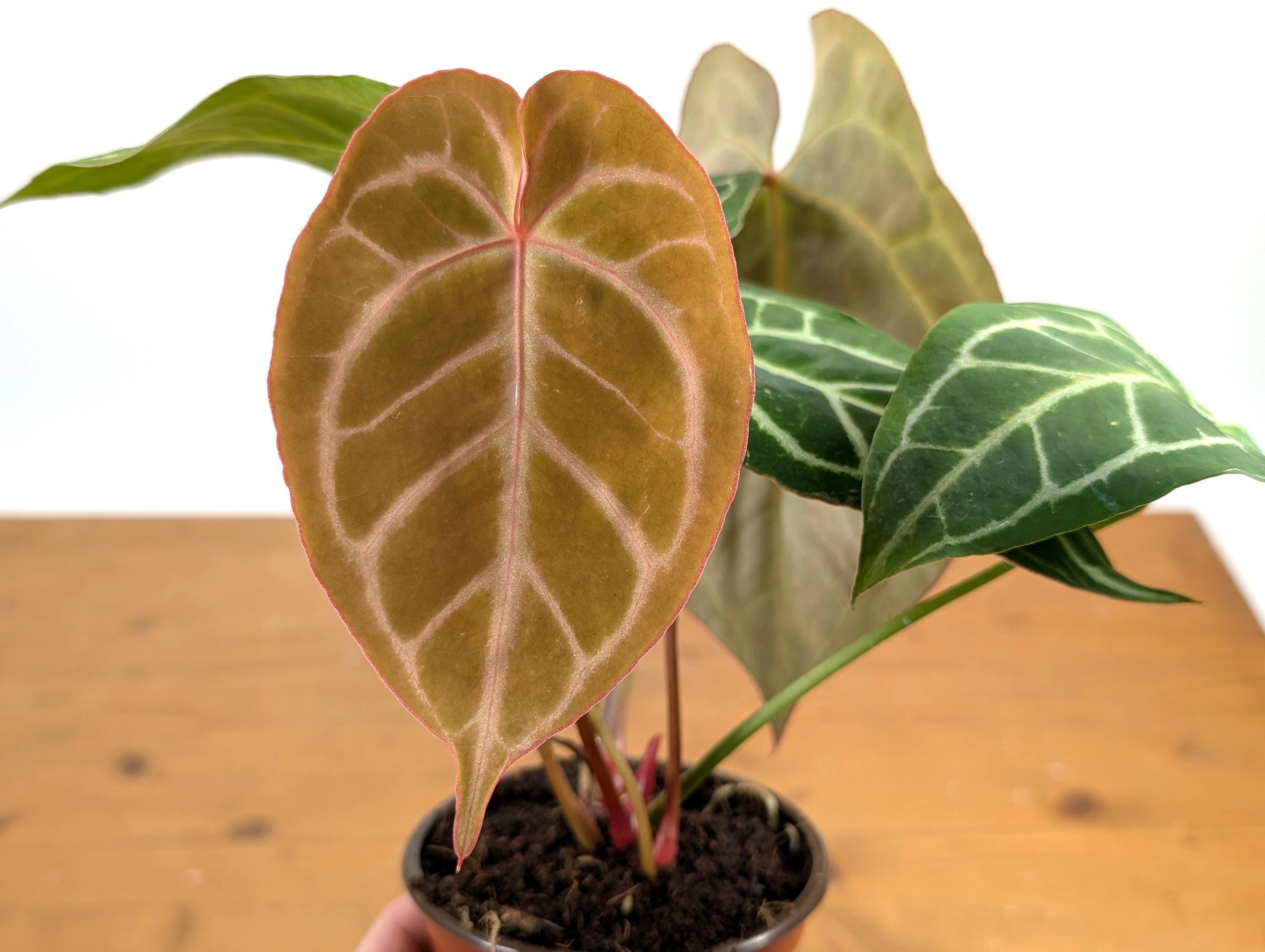 Anthurium Crystallinum