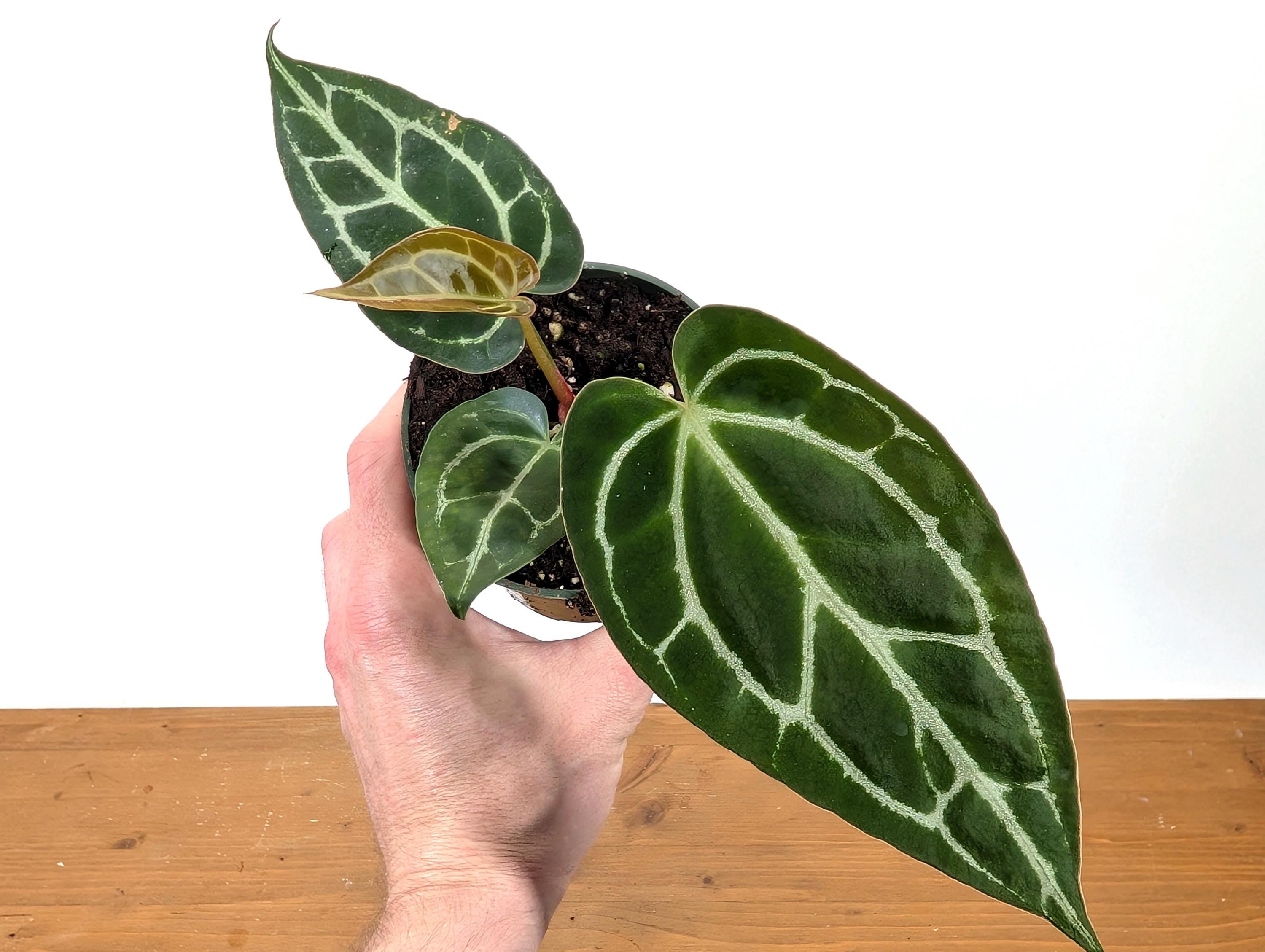 Anthurium Crystallinum