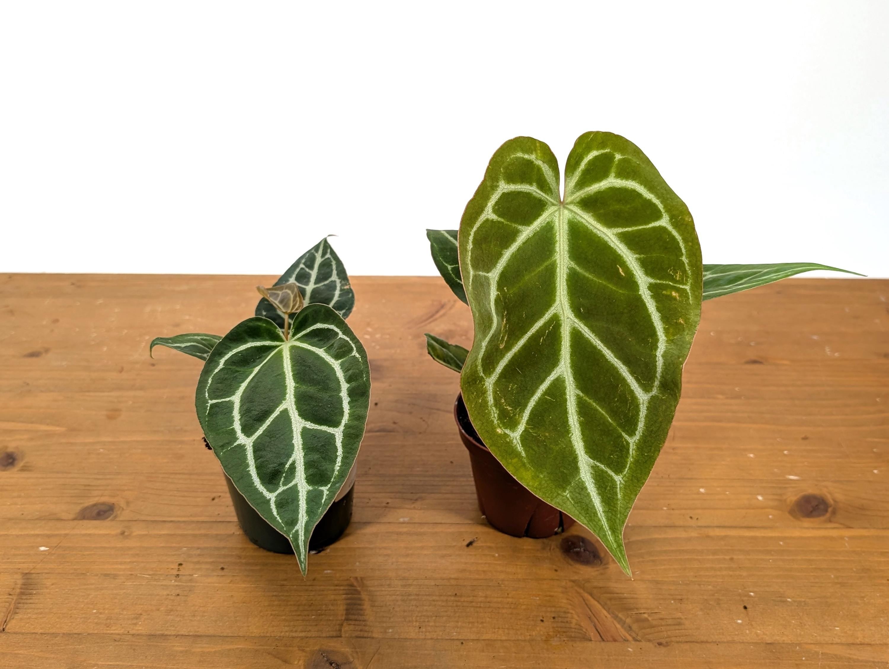 Anthurium Crystallinum