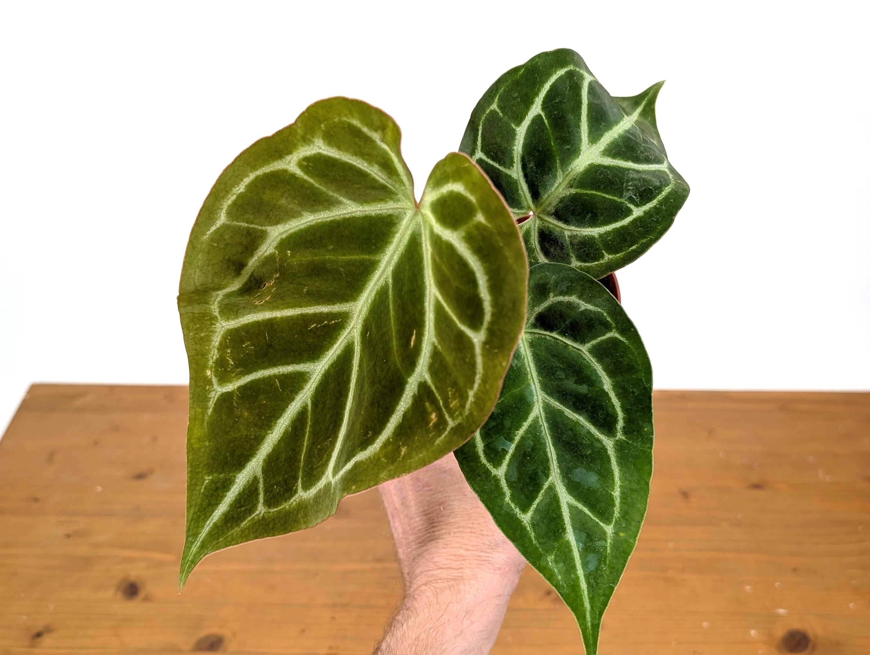 Anthurium Crystallinum