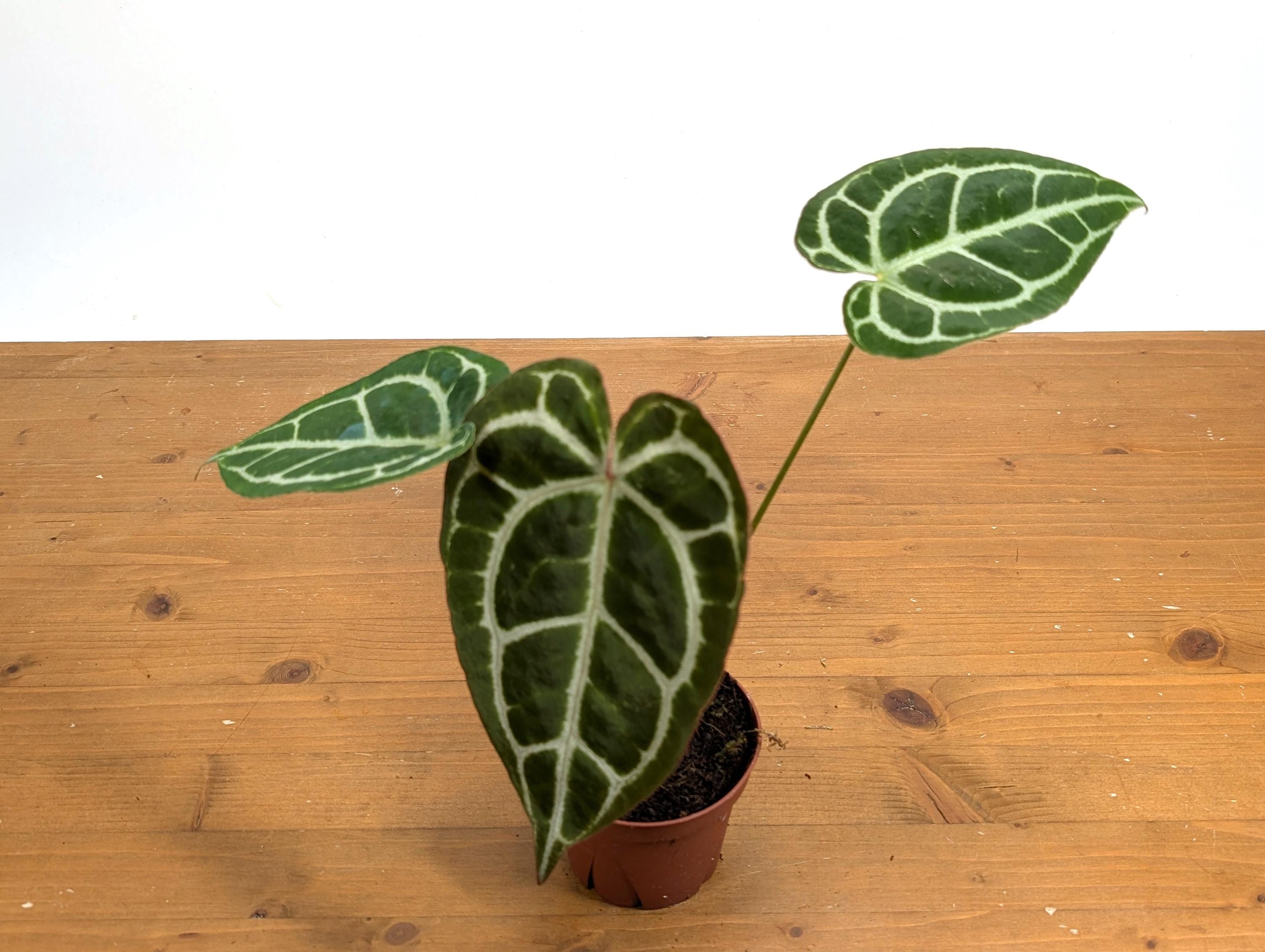 Anthurium Crystallinum