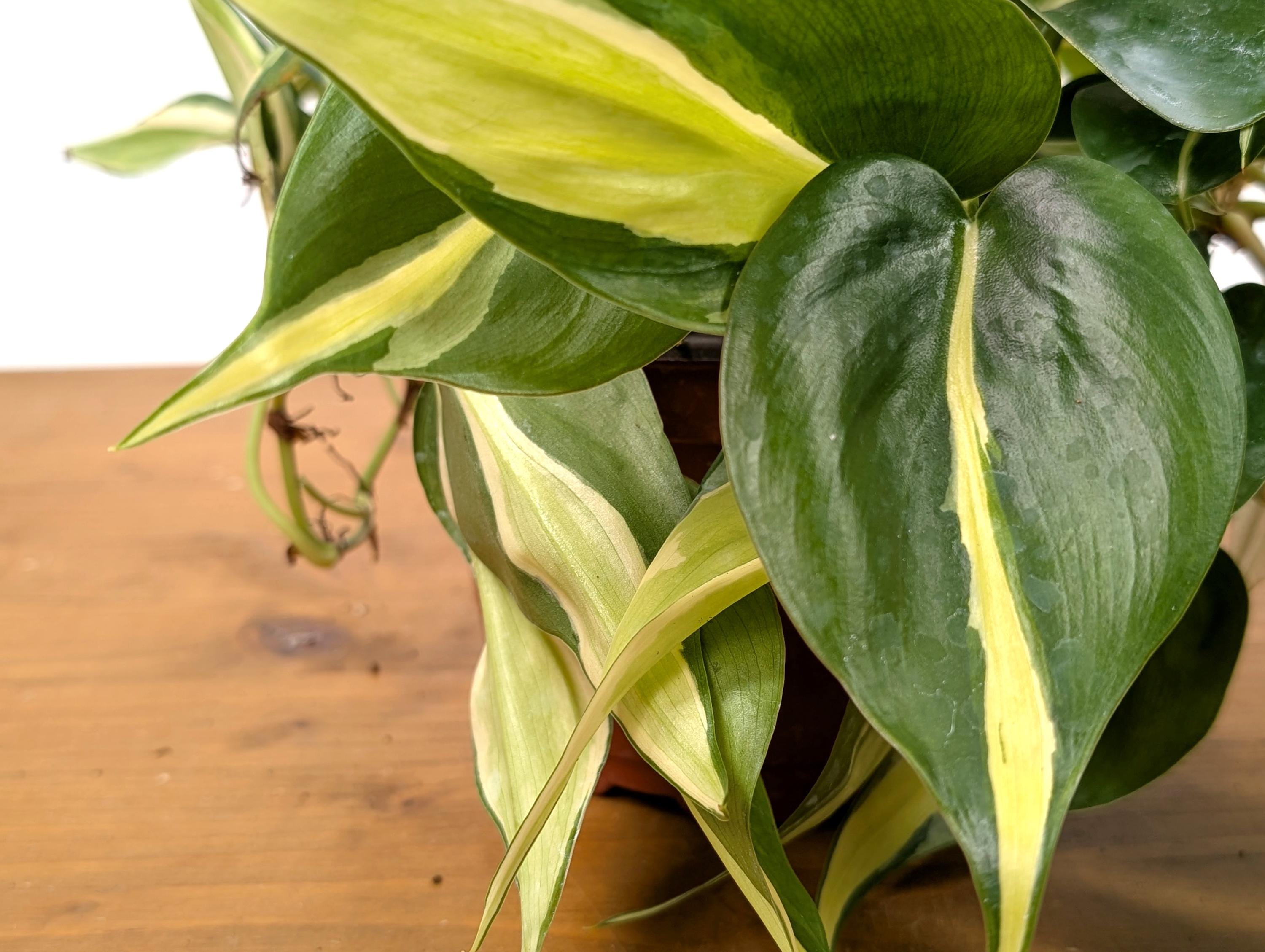 Philodendron Silver Stripe / Philodendron Rio in 6 inch Pot