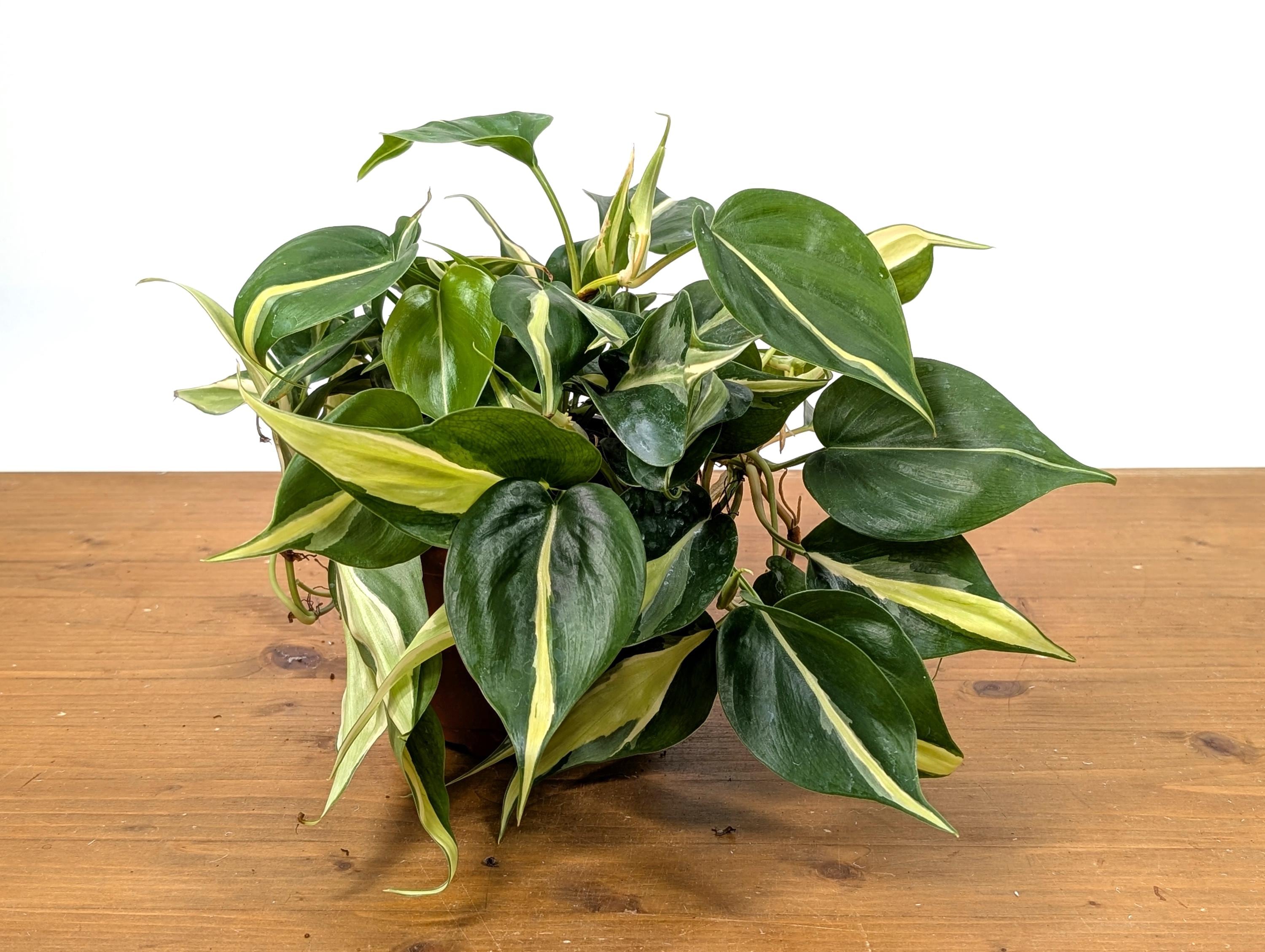 Philodendron Silver Stripe / Philodendron Rio in 6 inch Pot