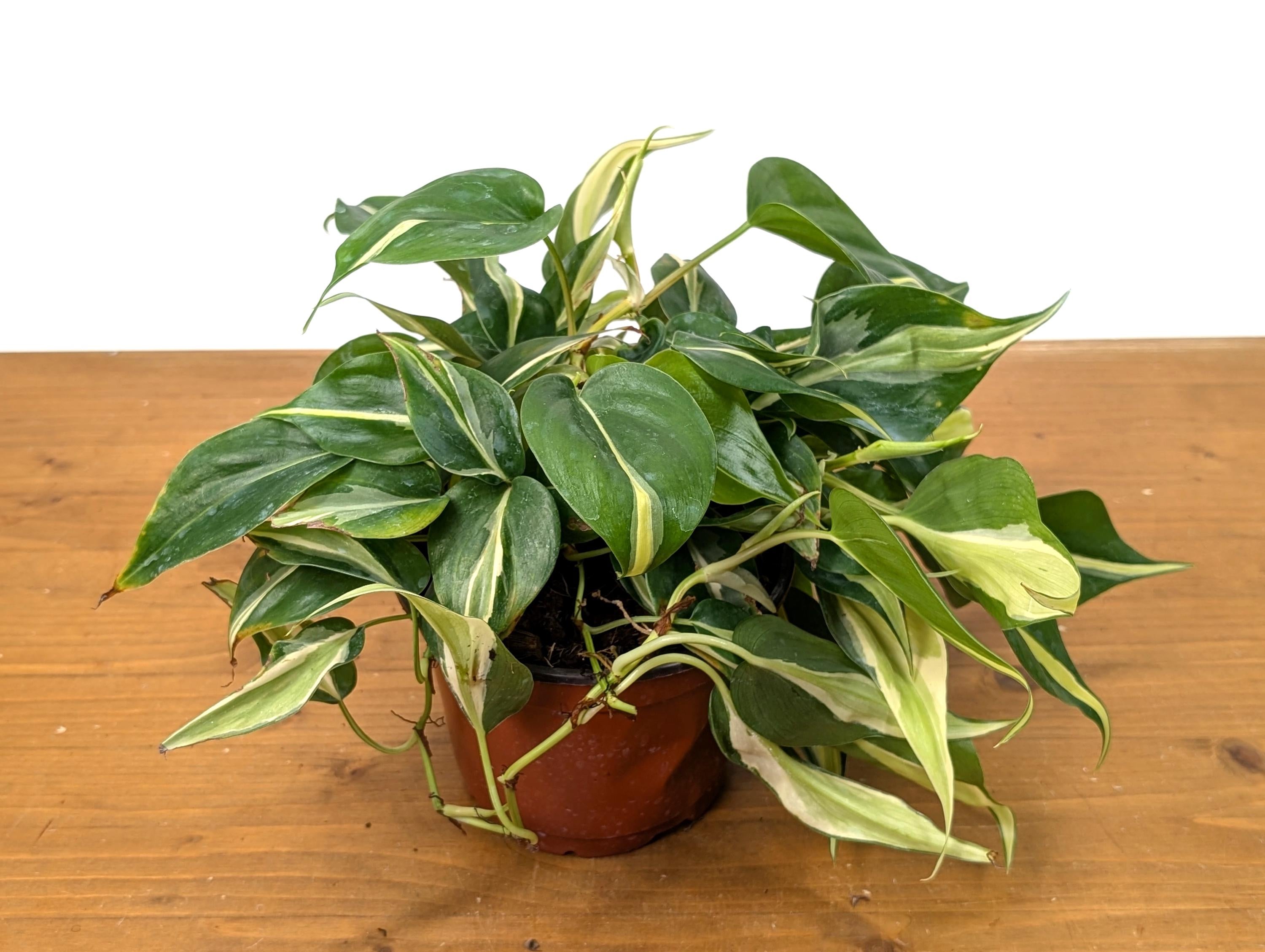 Philodendron Silver Stripe / Philodendron Rio in 6 inch Pot