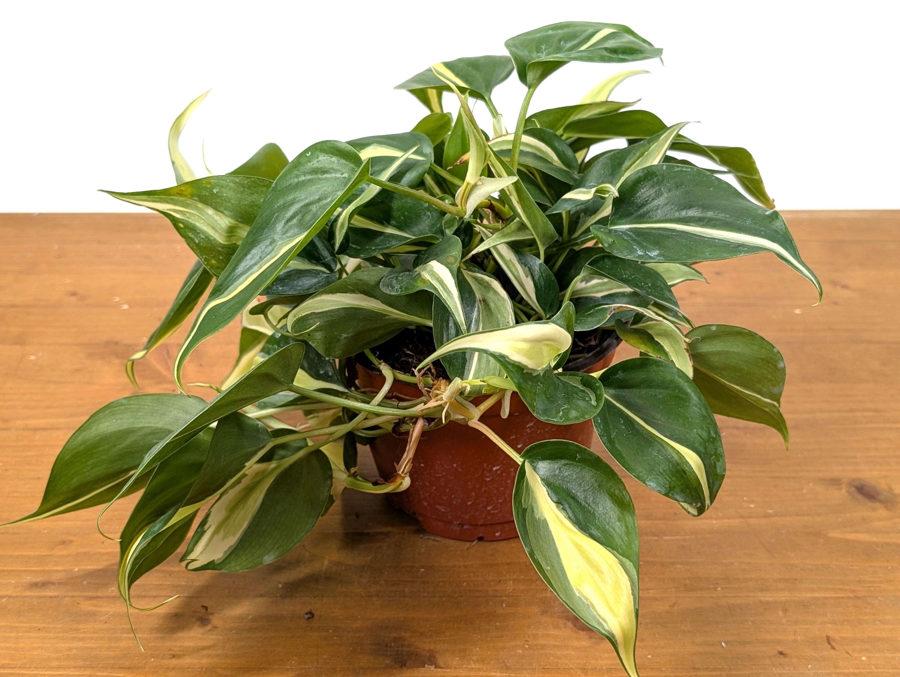 Philodendron Silver Stripe / Philodendron Rio in 6 inch Pot