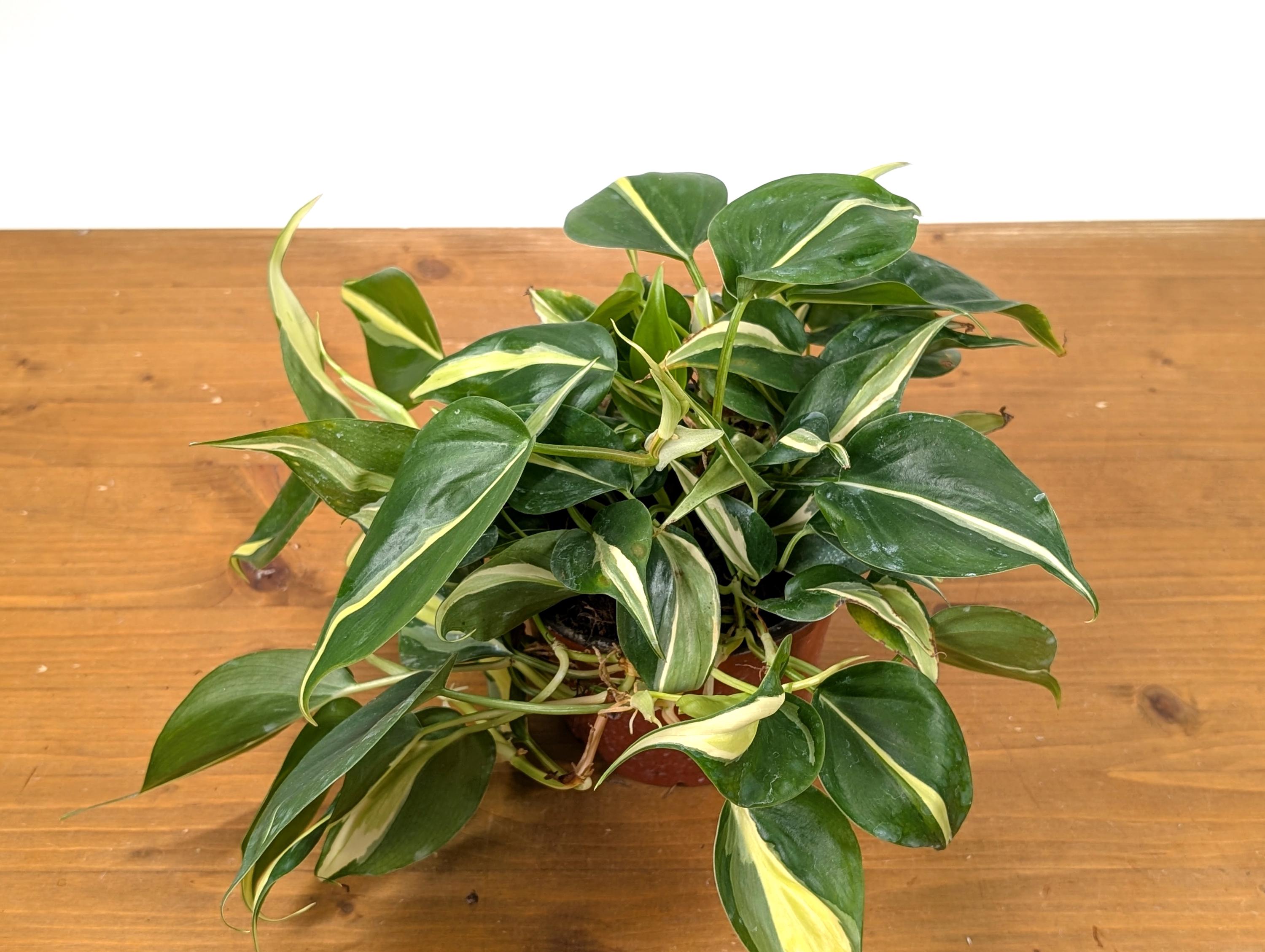 Philodendron Silver Stripe / Philodendron Rio in 6 inch Pot