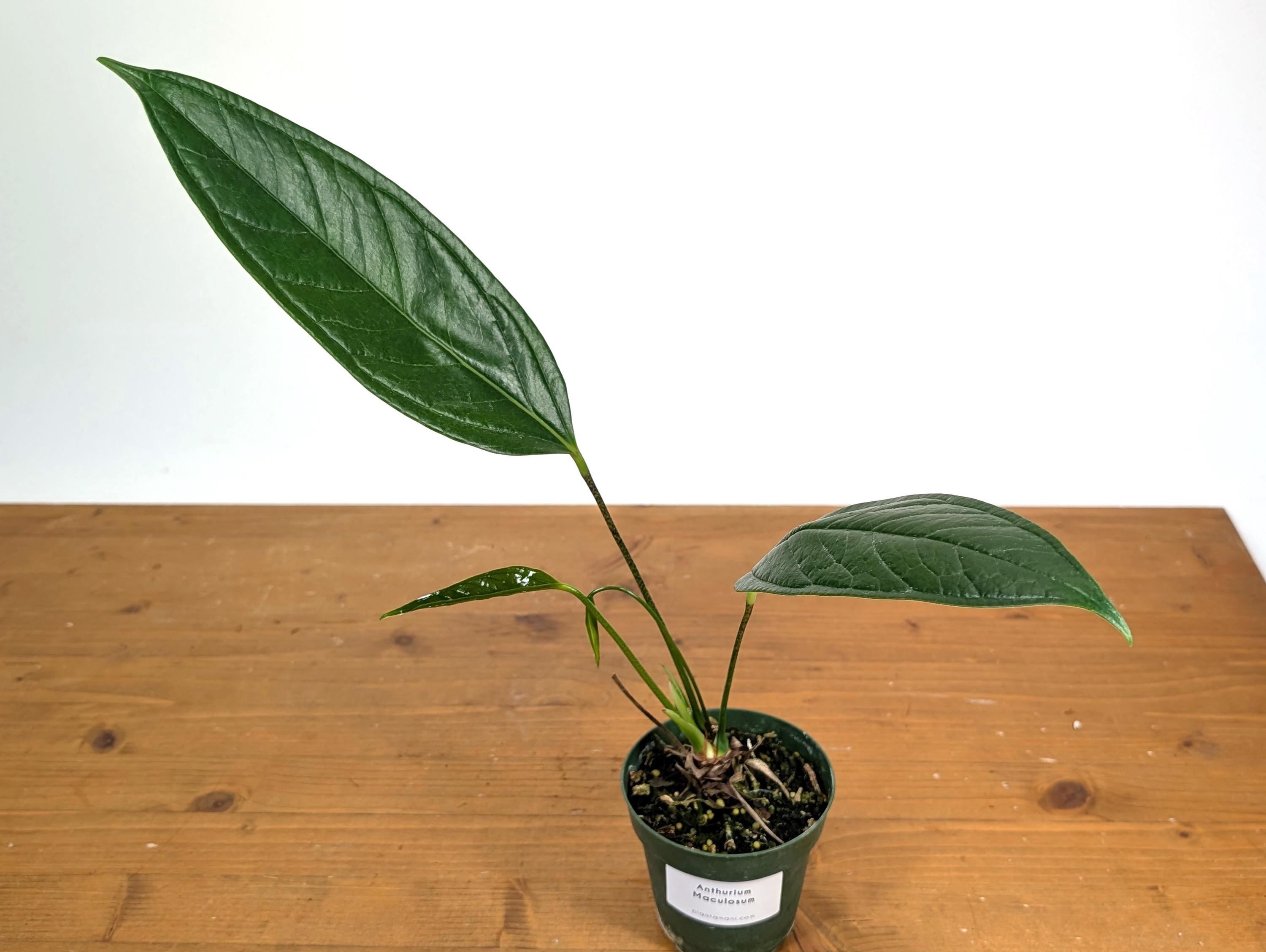 Anthurium Maculosum