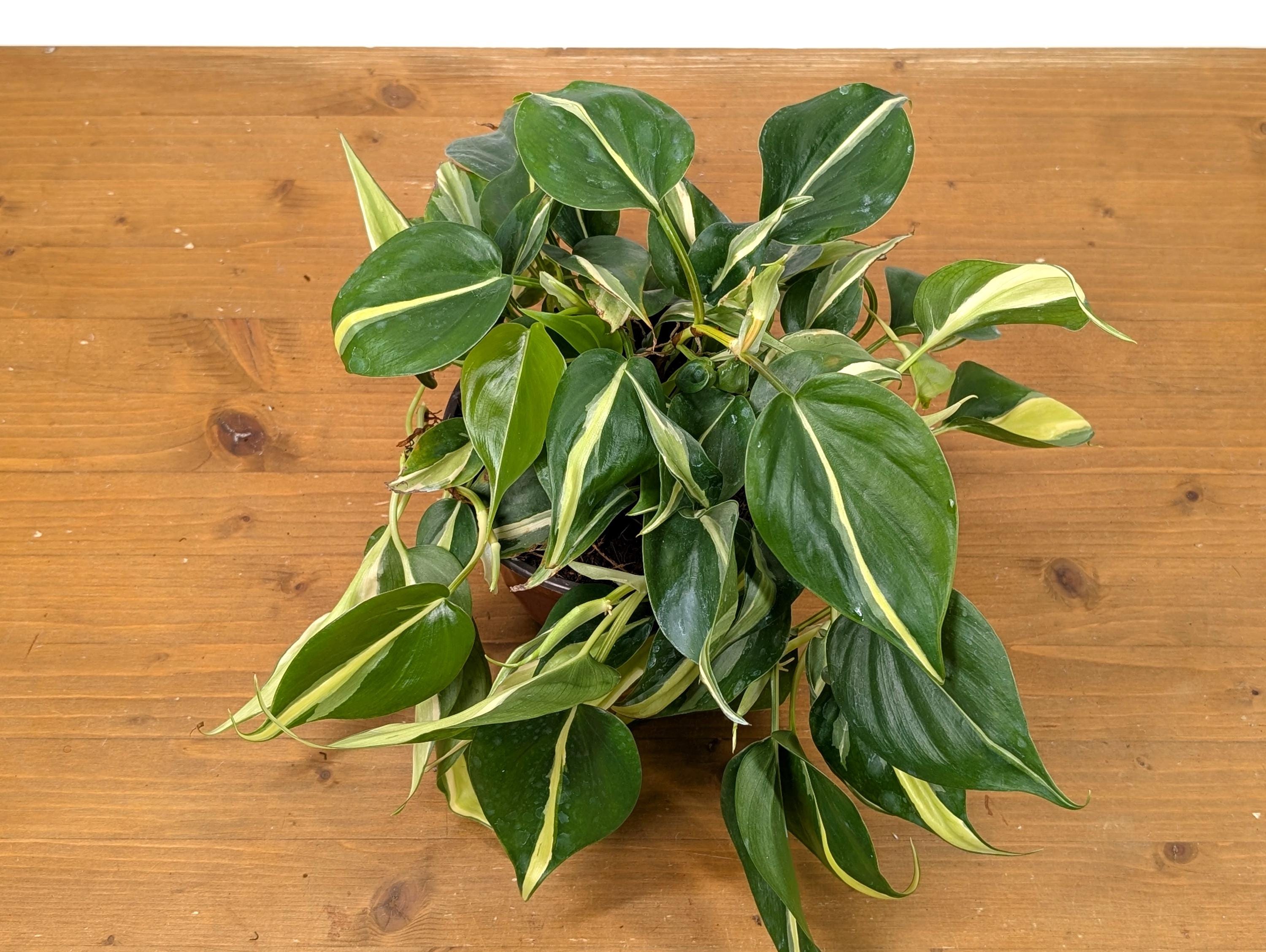Philodendron Silver Stripe / Philodendron Rio in 6 inch Pot