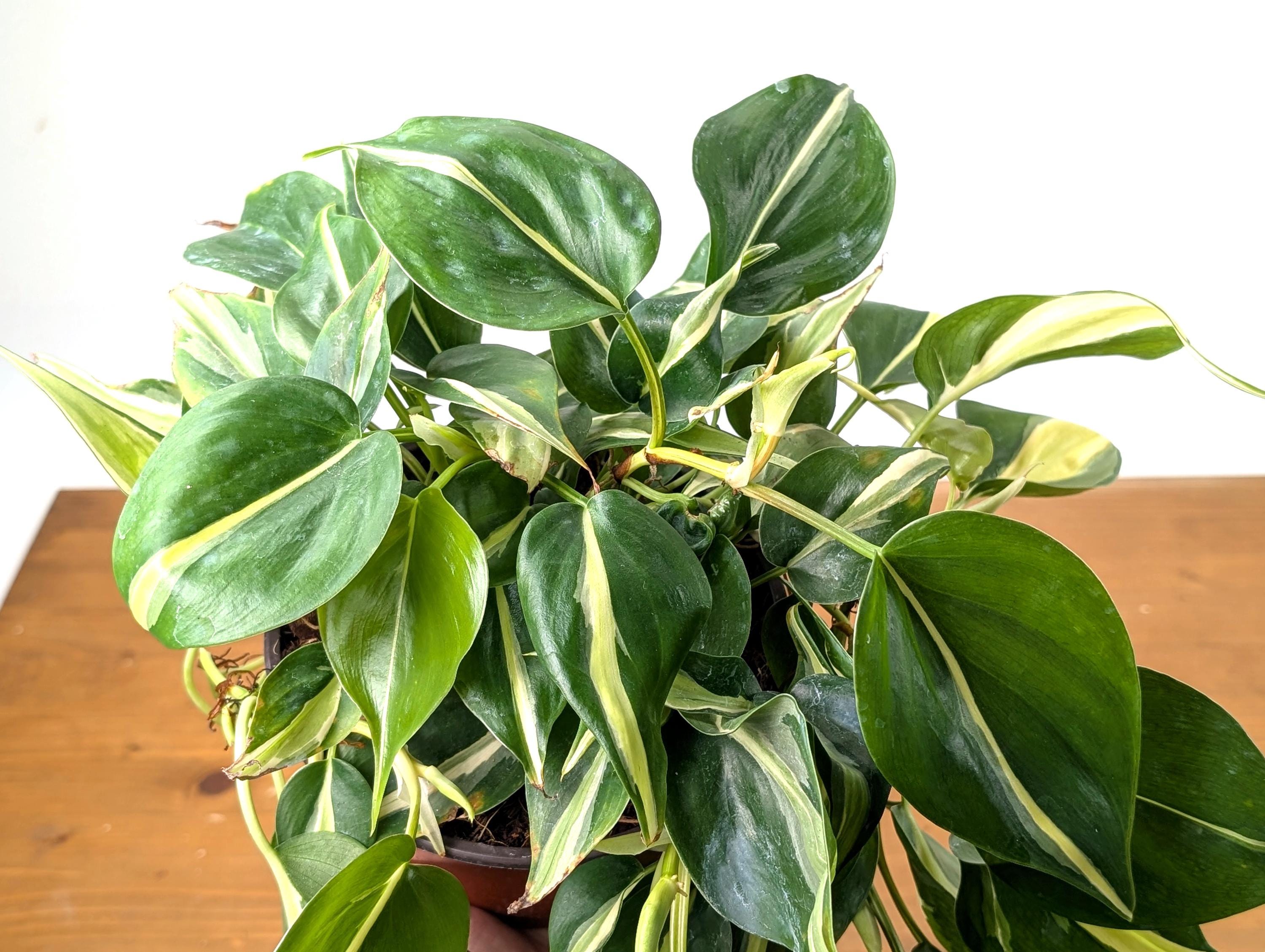 Philodendron Silver Stripe / Philodendron Rio in 6 inch Pot