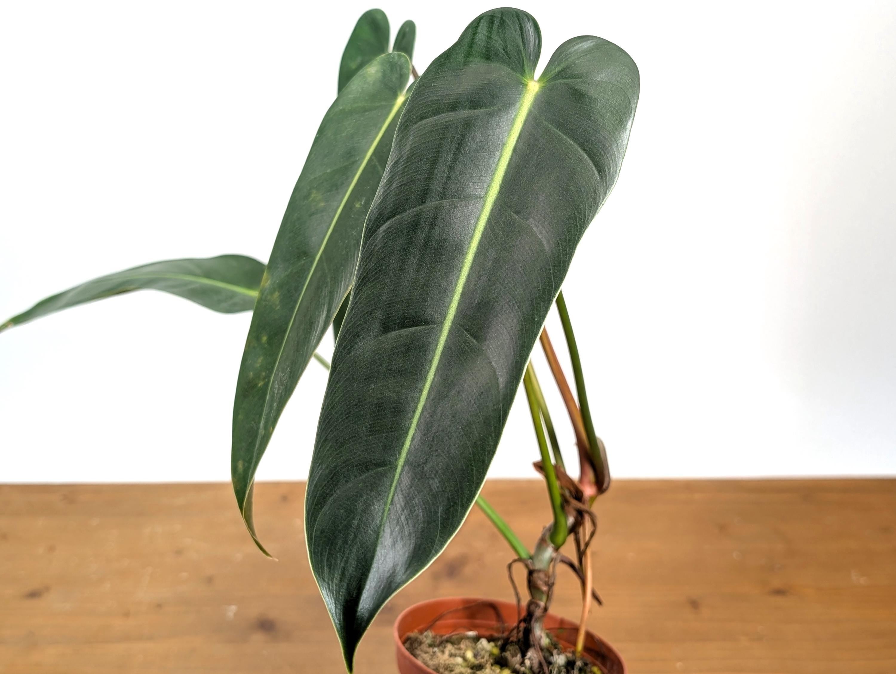 Philodendron Esmeralda Spirit Narrow (Esmeraldense x Spiritus Sancti)