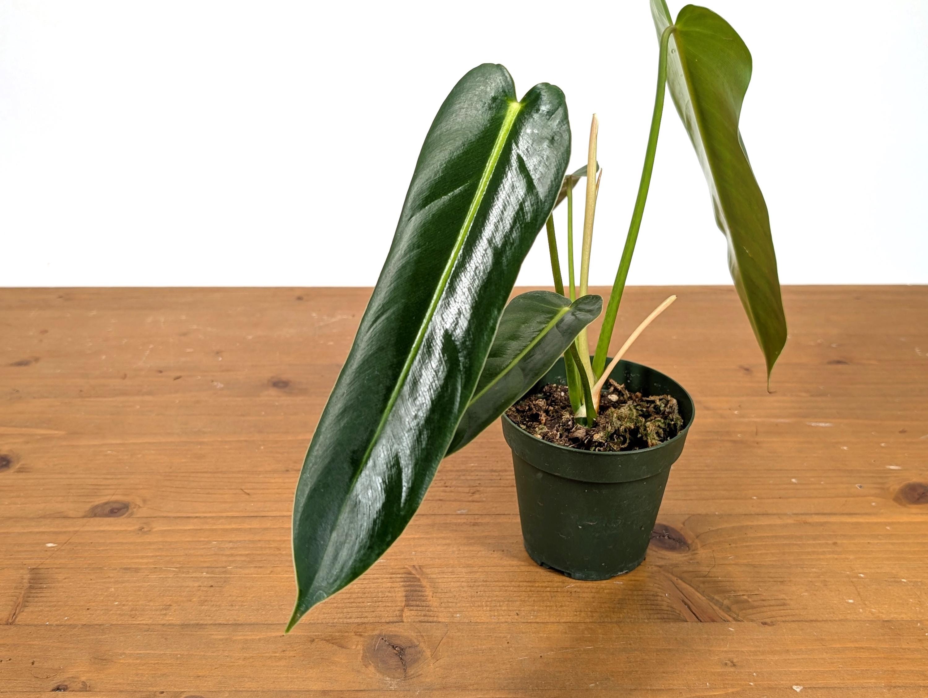 Philodendron Esmeralda Spirit Narrow (Esmeraldense x Spiritus Sancti)