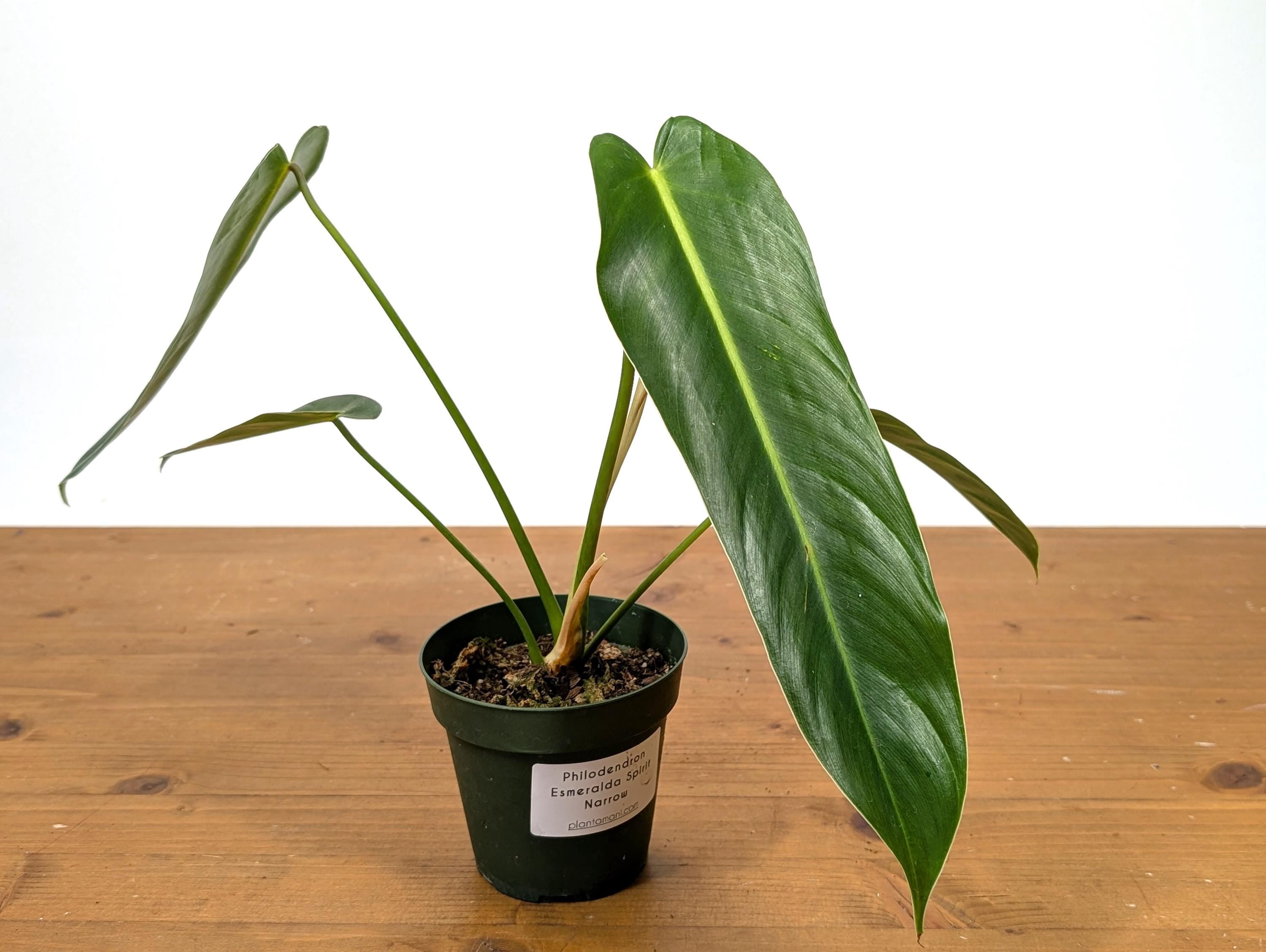 Philodendron Esmeralda Spirit Narrow (Esmeraldense x Spiritus Sancti)