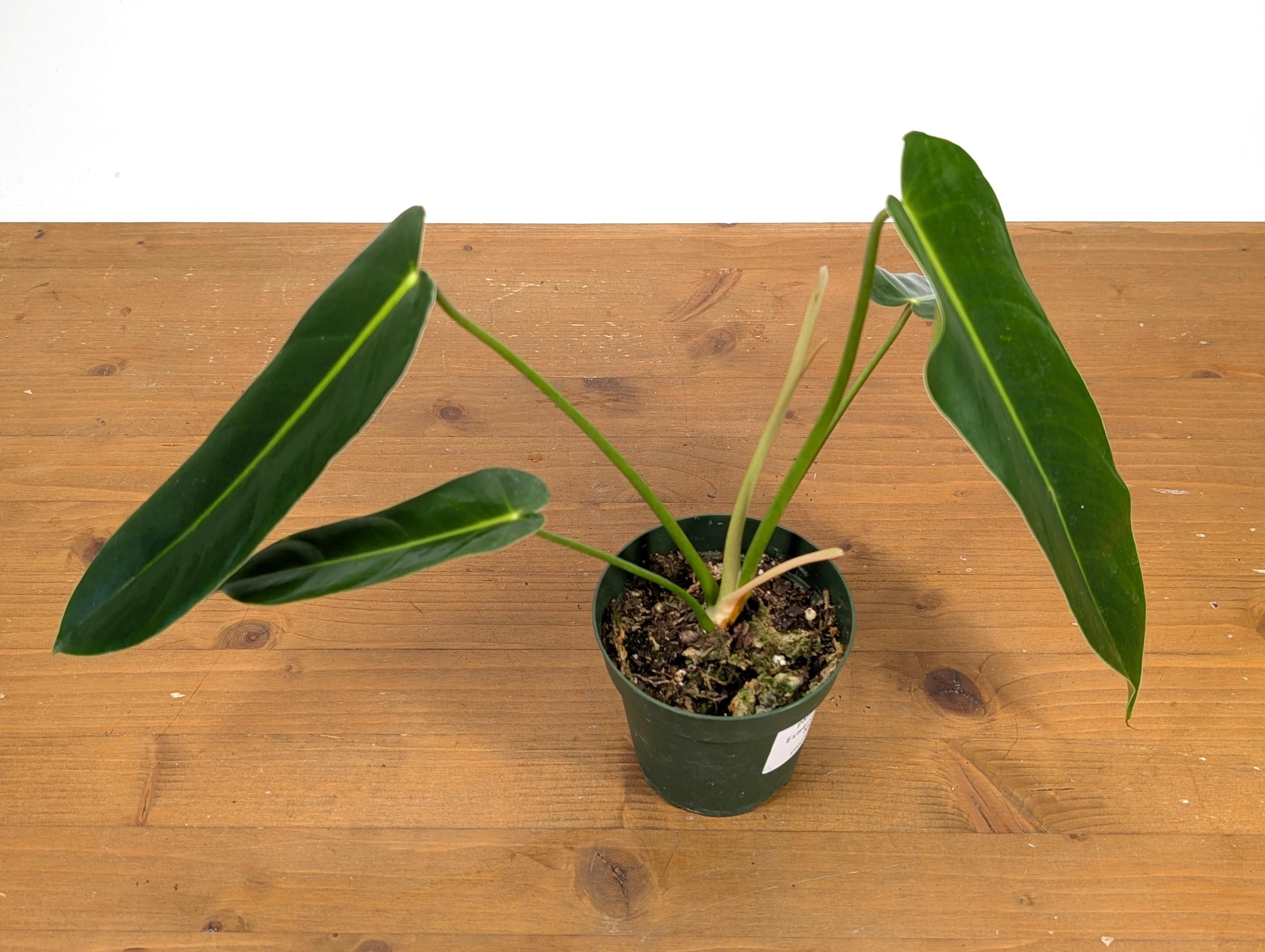 Philodendron Esmeralda Spirit Narrow (Esmeraldense x Spiritus Sancti)
