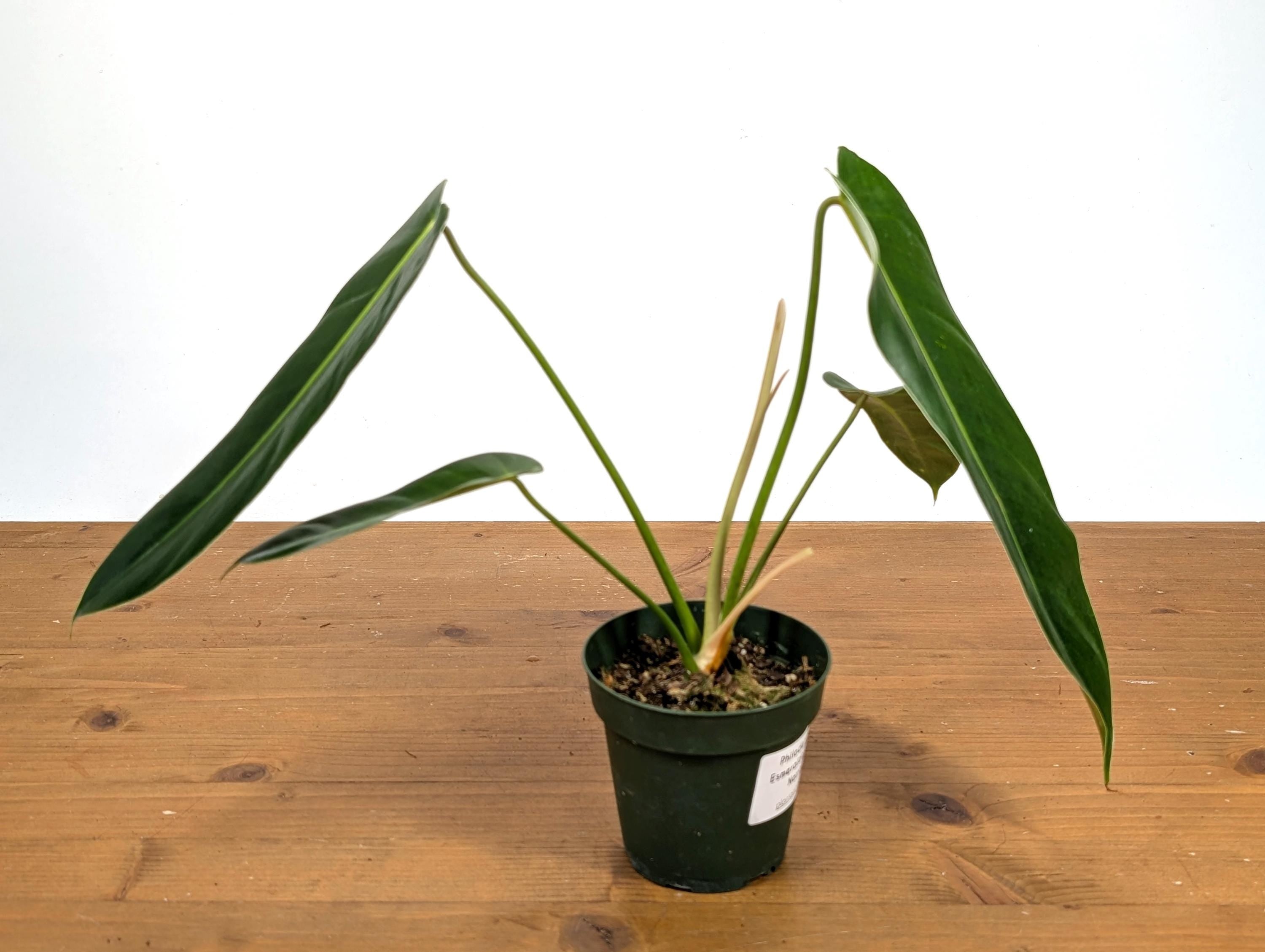 Philodendron Esmeralda Spirit Narrow (Esmeraldense x Spiritus Sancti)