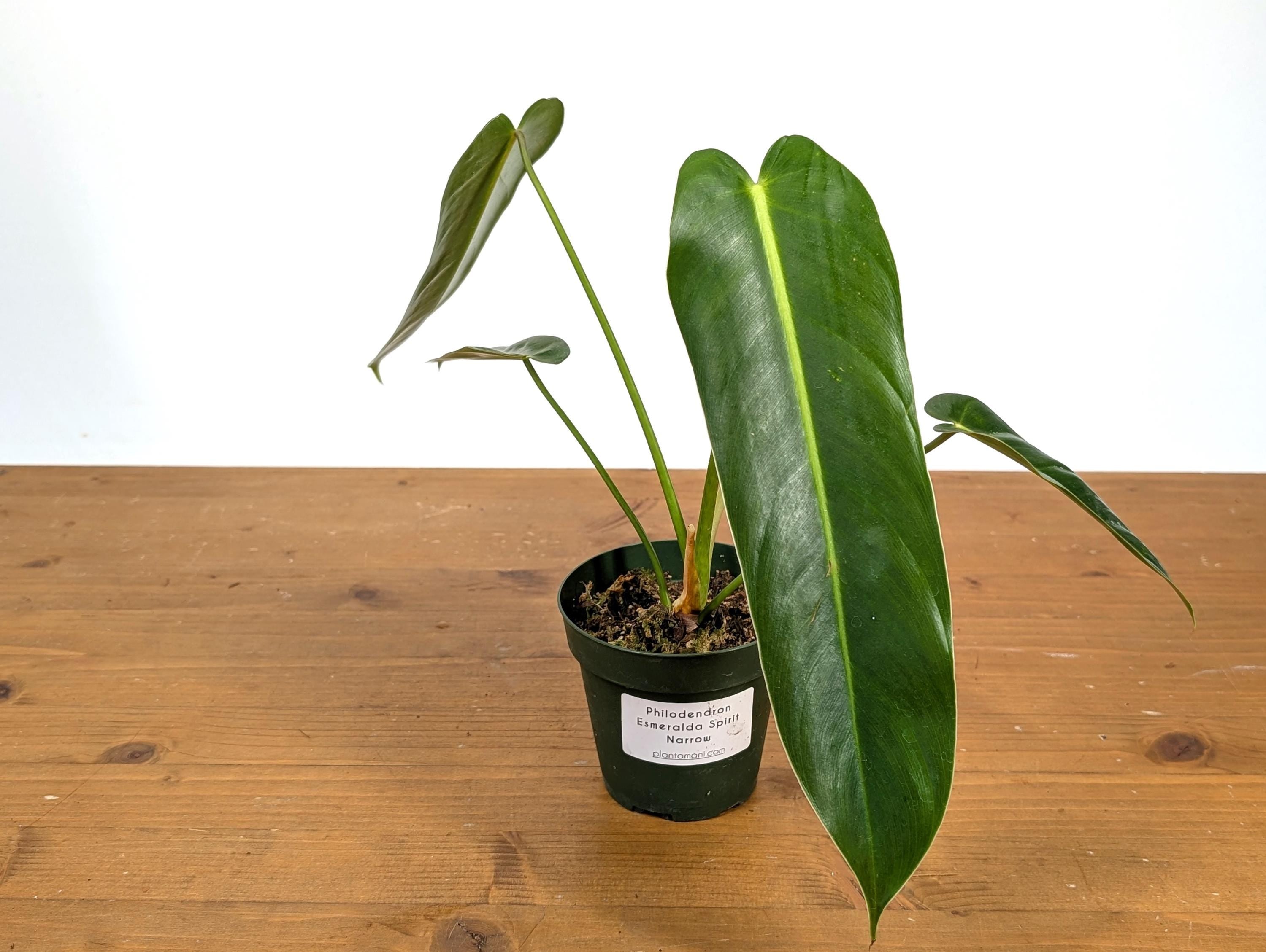 Philodendron Esmeralda Spirit Narrow (Esmeraldense x Spiritus Sancti)