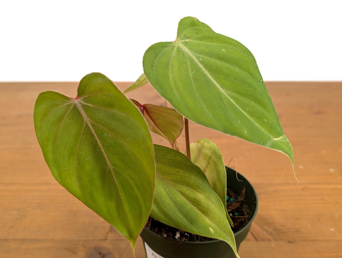 Philodendron Pink Glory (Gloriosum x Lynamii)