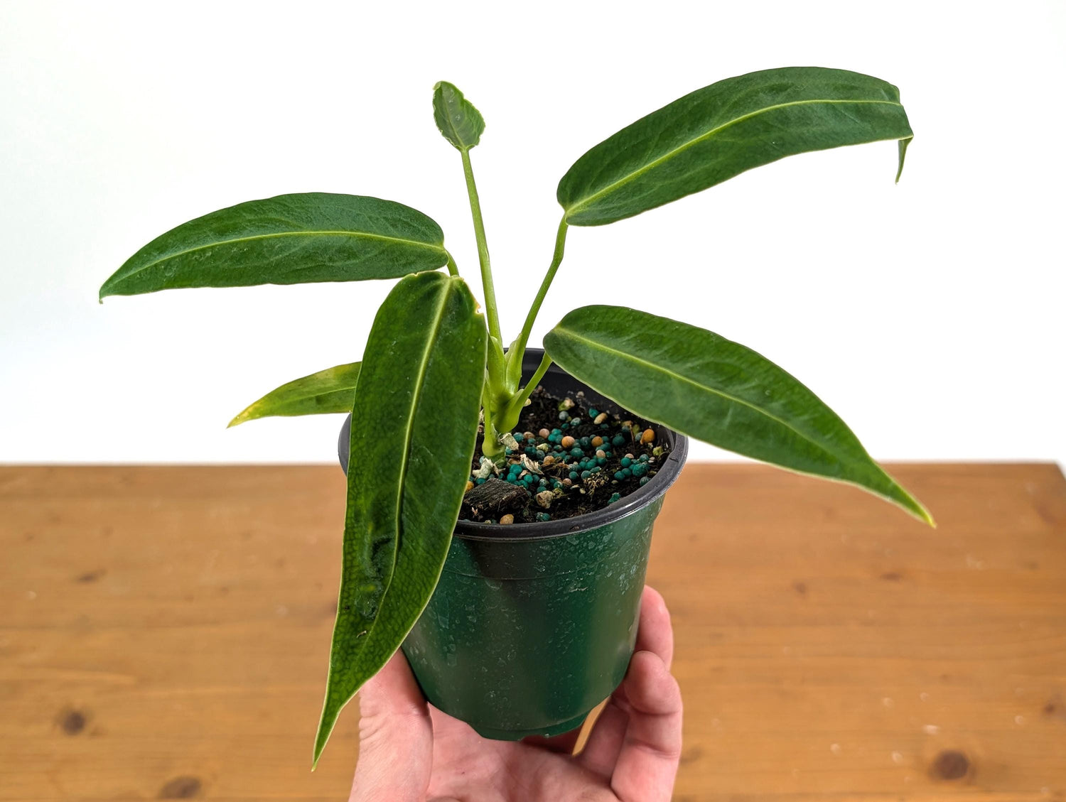 Anthurium Warocqueanum Queen (Juvenile)