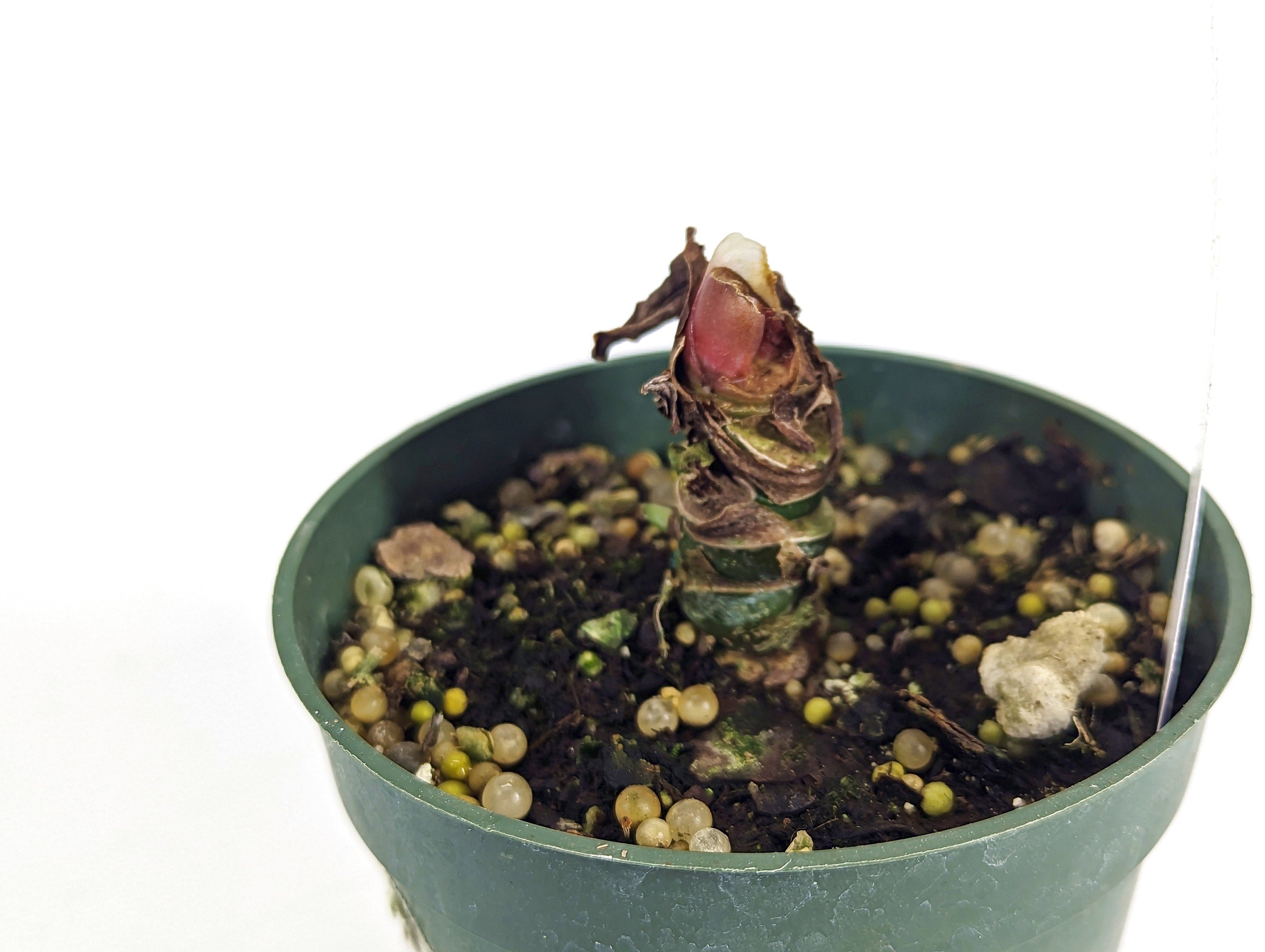 Anthurium Nigrolaminum x Papillilaminum REHAB/RESCUE Plant - Healthy Roots Chonk ONLY - No Leaves