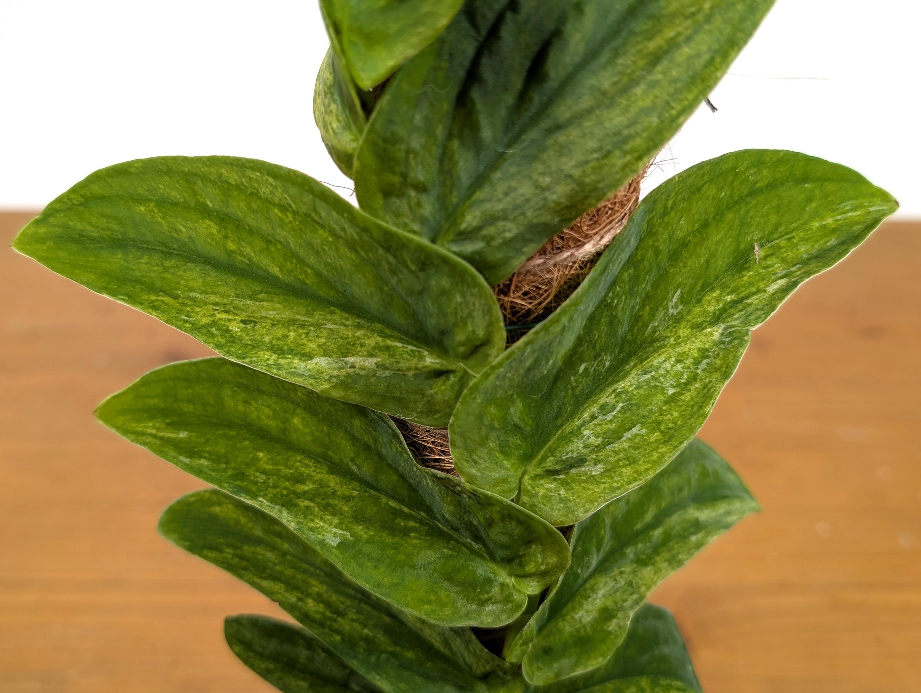 Rhaphidophora Korthalsii "Thai Con" Vareigated Climbing Plant on Moss Pole