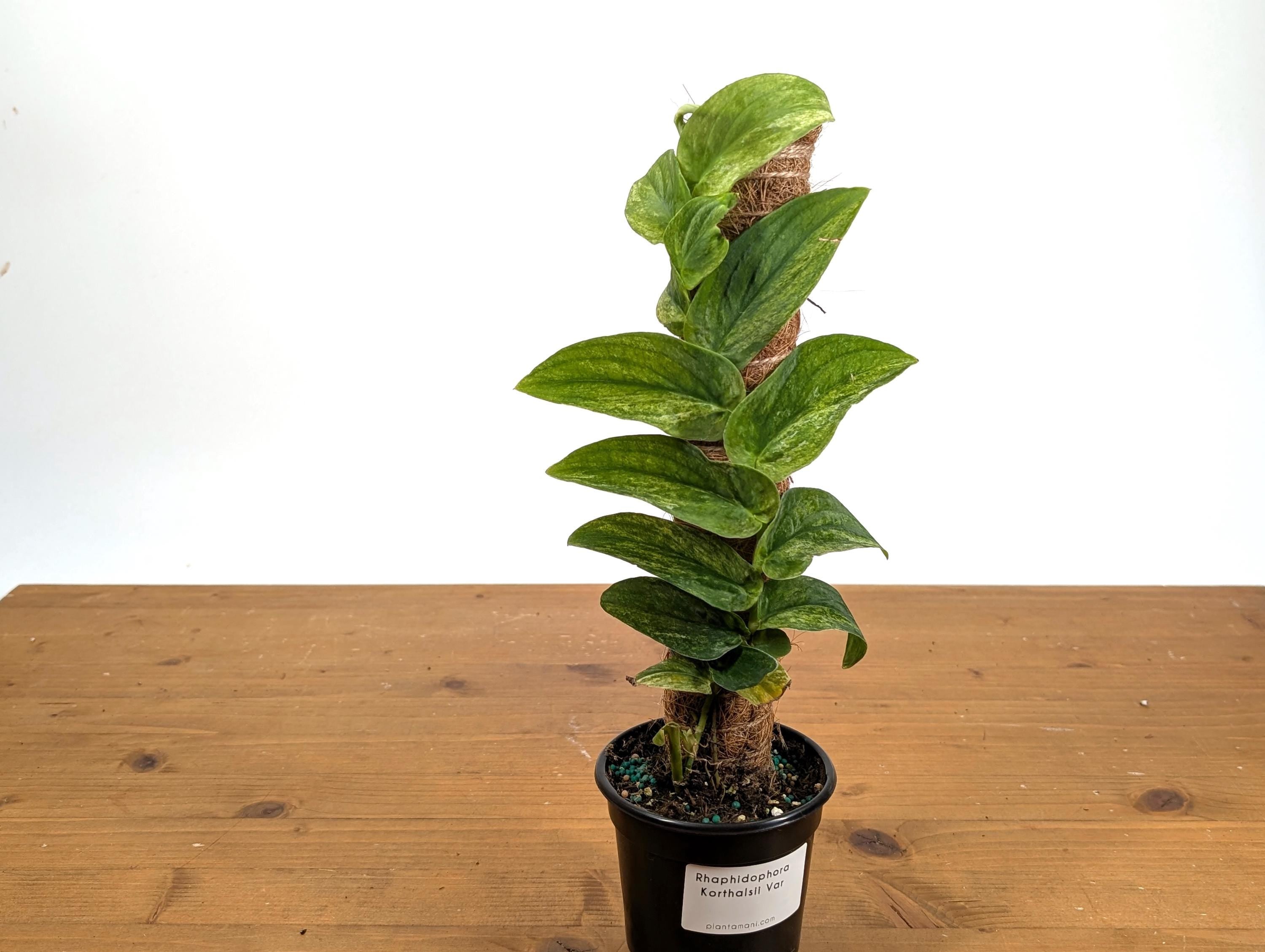 Rhaphidophora Korthalsii "Thai Con" Vareigated Climbing Plant on Moss Pole