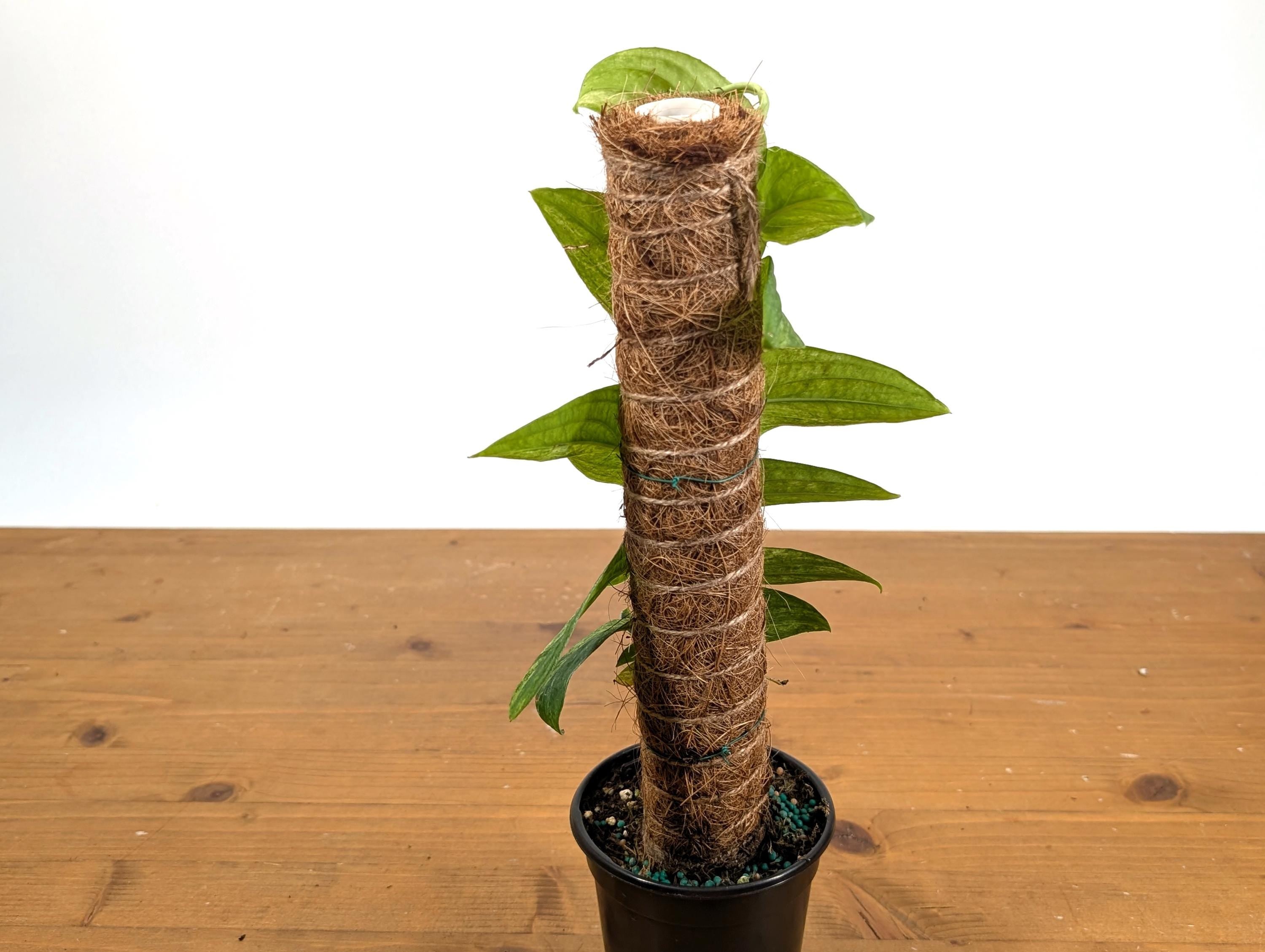 Rhaphidophora Korthalsii "Thai Con" Vareigated Climbing Plant on Moss Pole