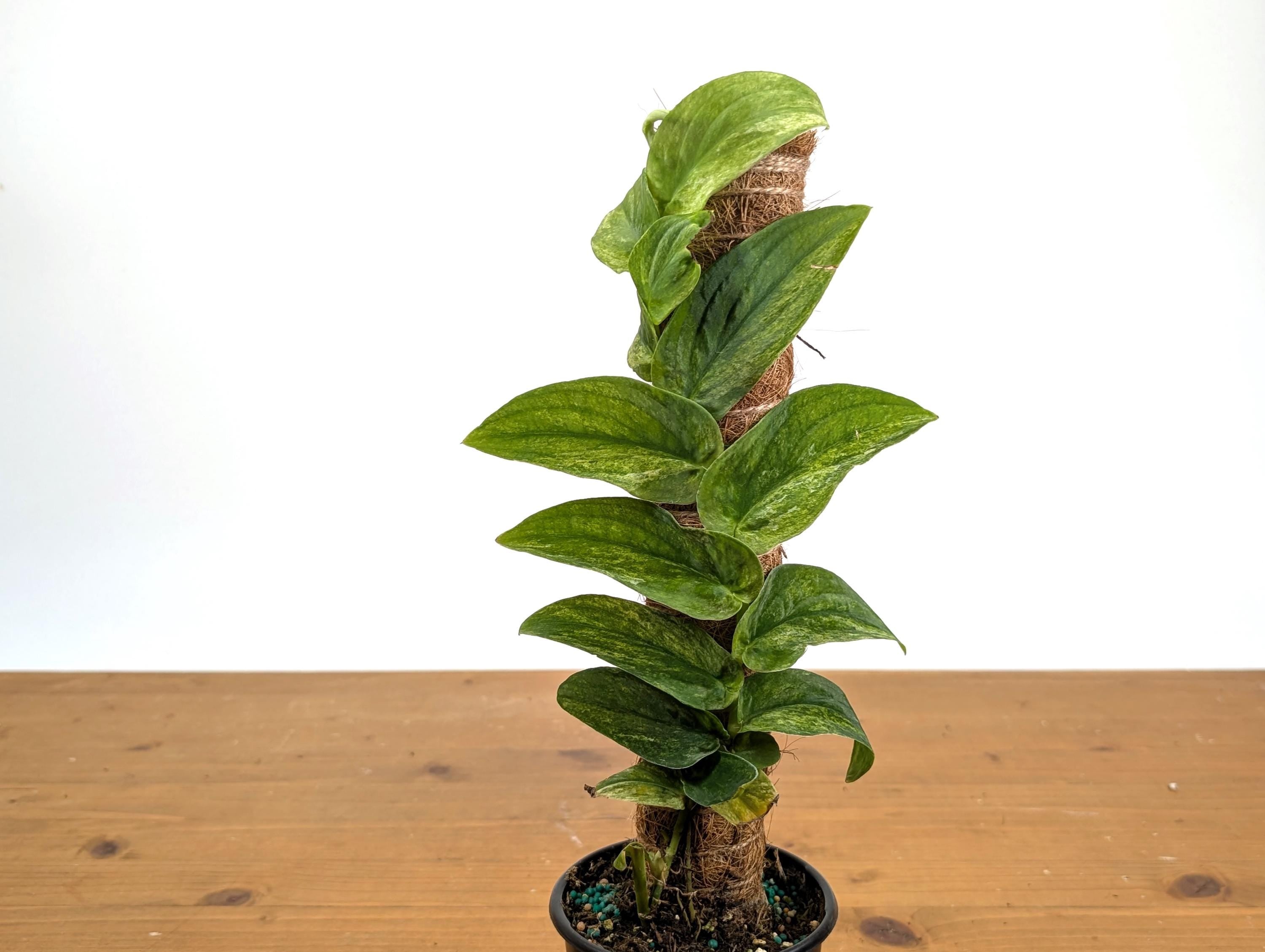 Rhaphidophora Korthalsii "Thai Con" Vareigated Climbing Plant on Moss Pole