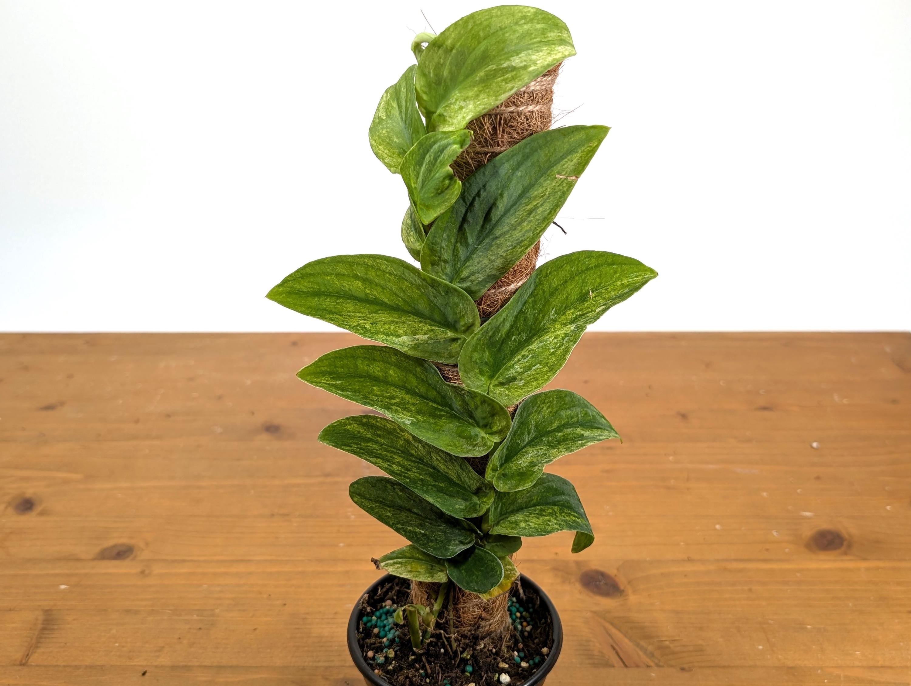 Rhaphidophora Korthalsii "Thai Con" Vareigated Climbing Plant on Moss Pole