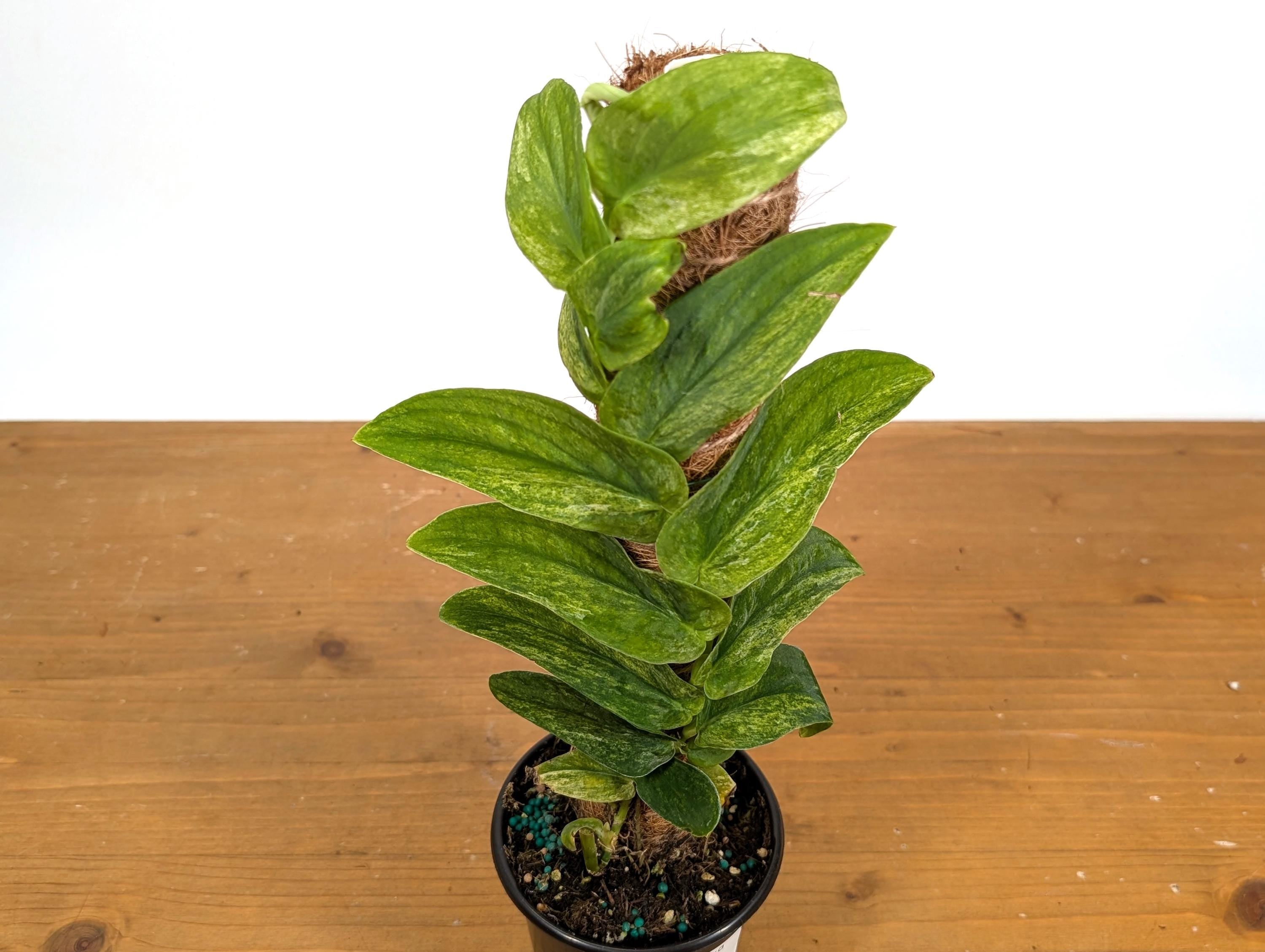 Rhaphidophora Korthalsii "Thai Con" Vareigated Climbing Plant on Moss Pole