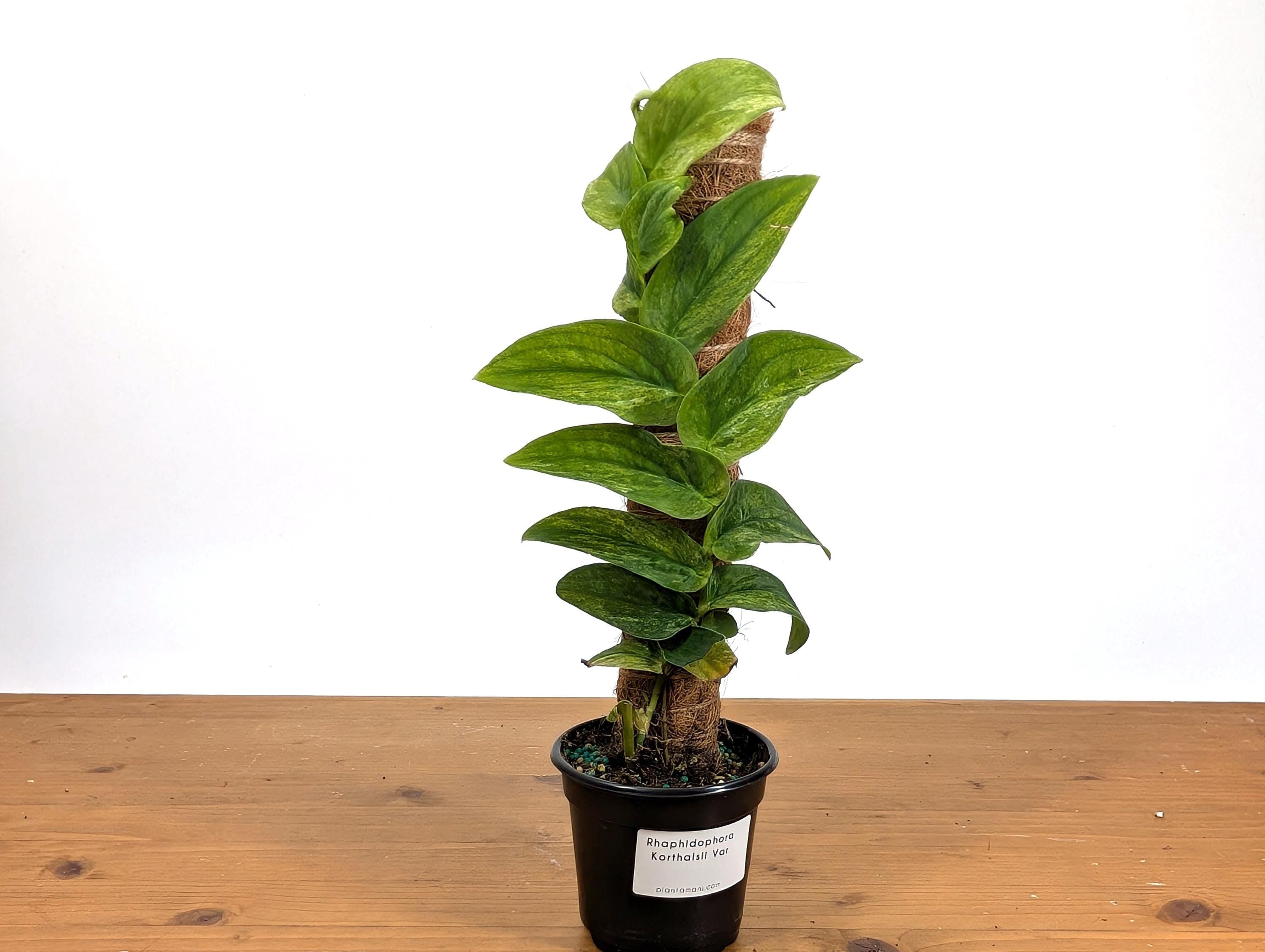 Rhaphidophora Korthalsii "Thai Con" Vareigated Climbing Plant on Moss Pole