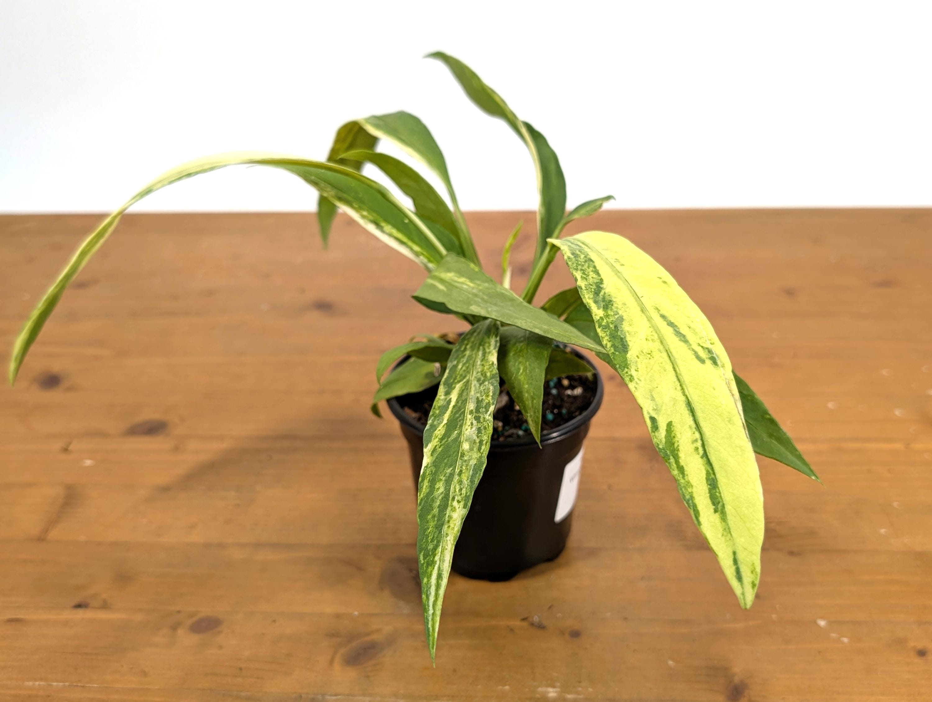 Anthurium Vittarifolium Variegated