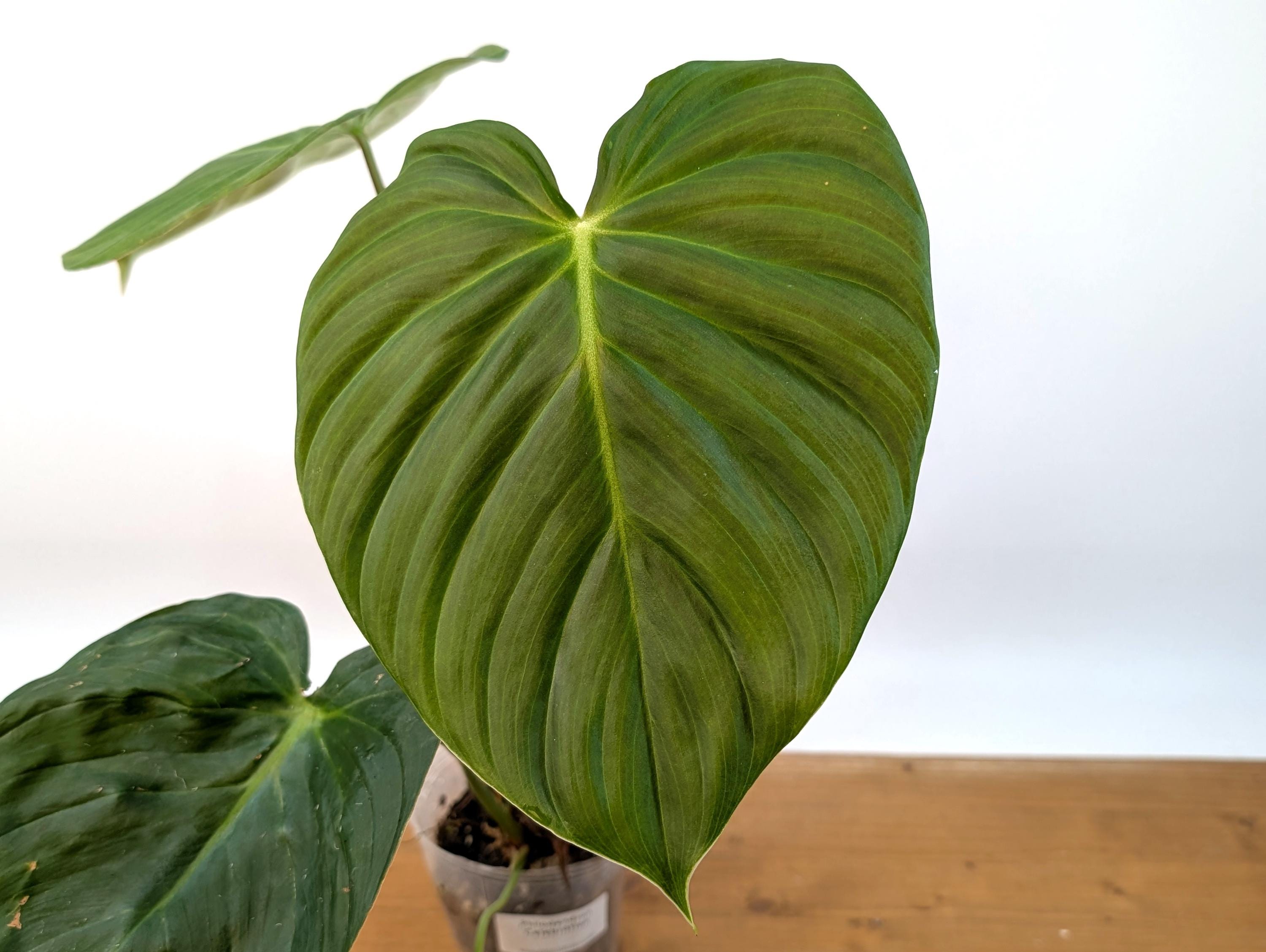 Philodendron Celebration (El Choco Red Rubrijuvenile x Pastazanum)