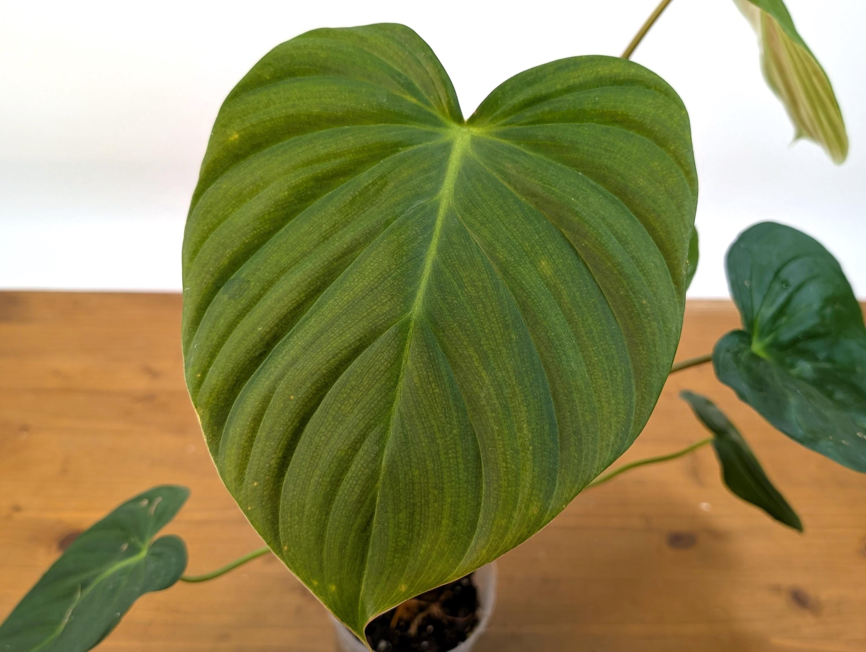 Philodendron Celebration (El Choco Red Rubrijuvenile x Pastazanum)