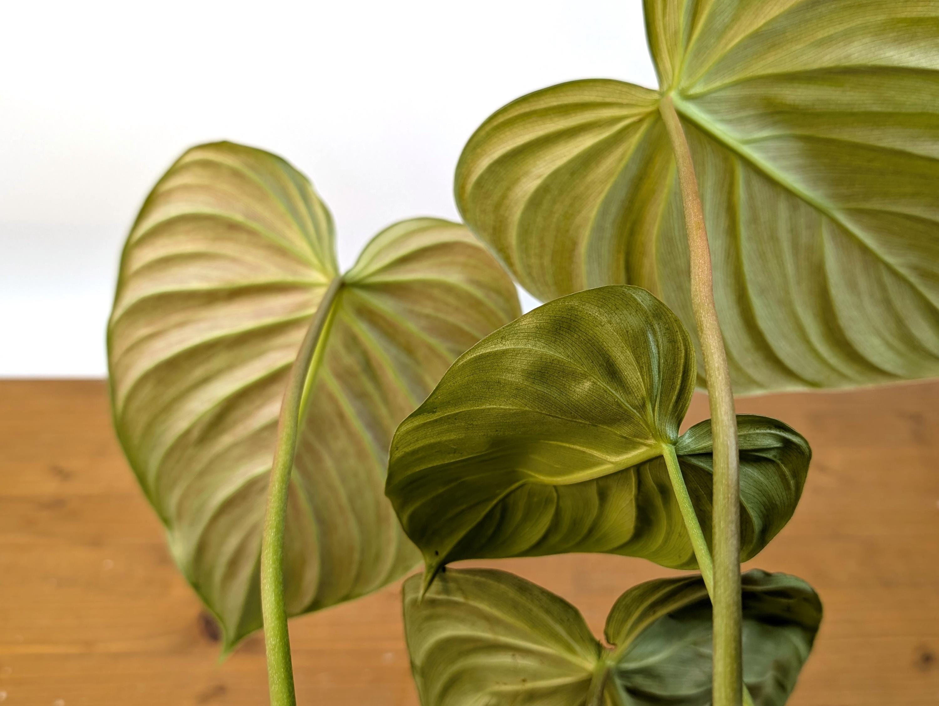 Philodendron Celebration (El Choco Red Rubrijuvenile x Pastazanum)