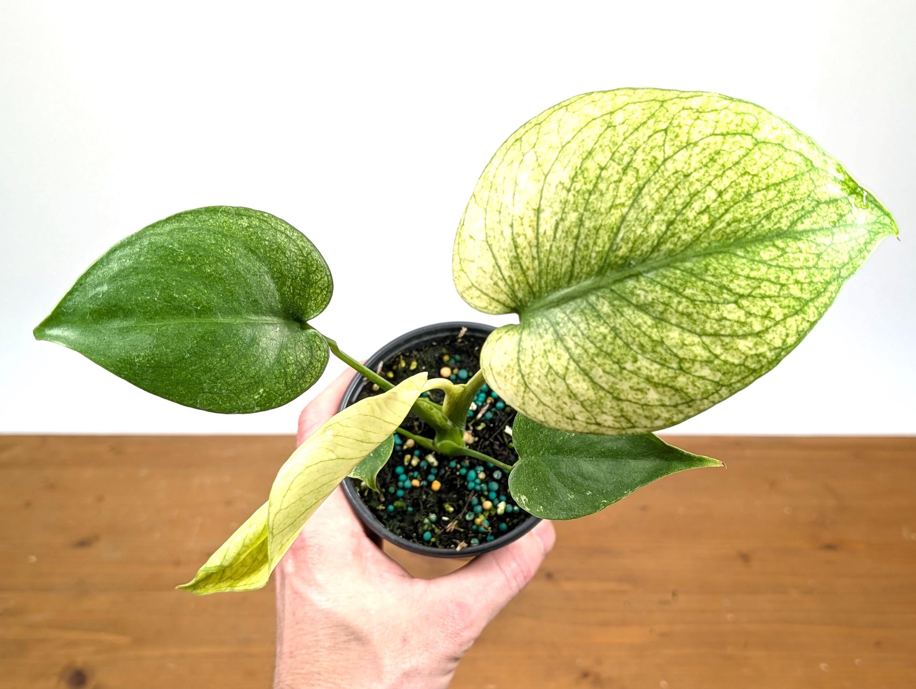 Monstera Mint Variegated