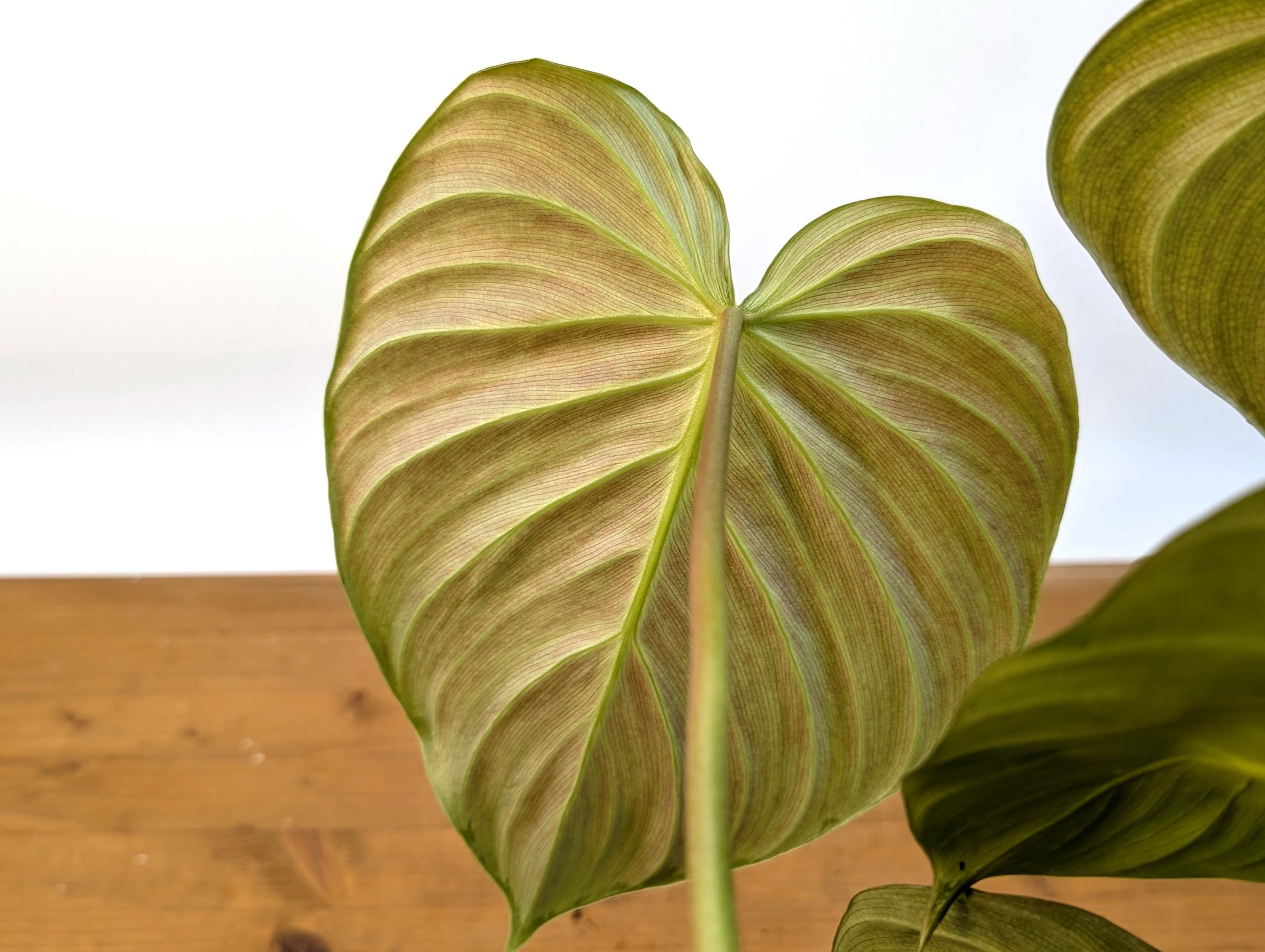 Philodendron Celebration (El Choco Red Rubrijuvenile x Pastazanum)