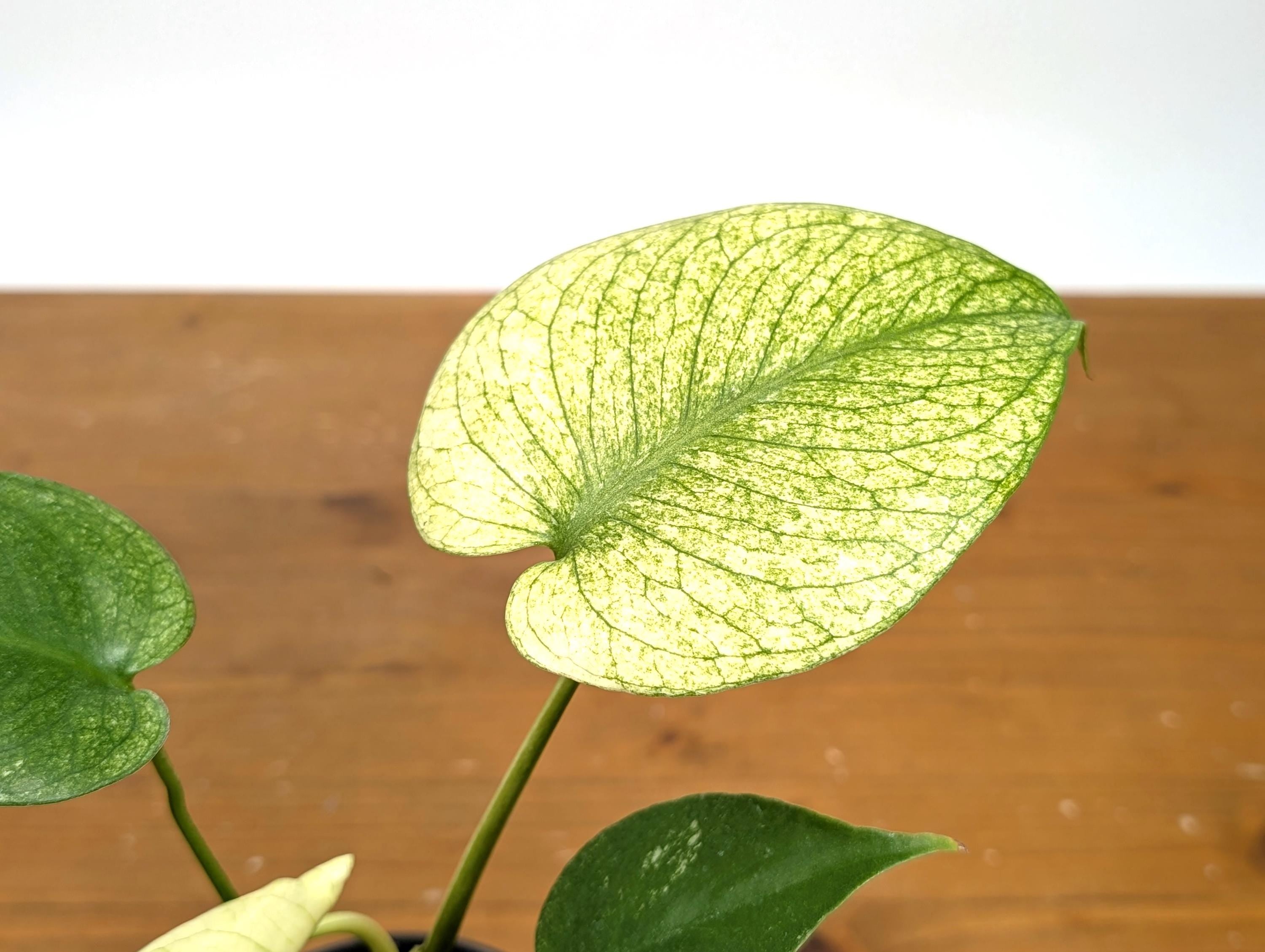 Monstera Mint Variegated