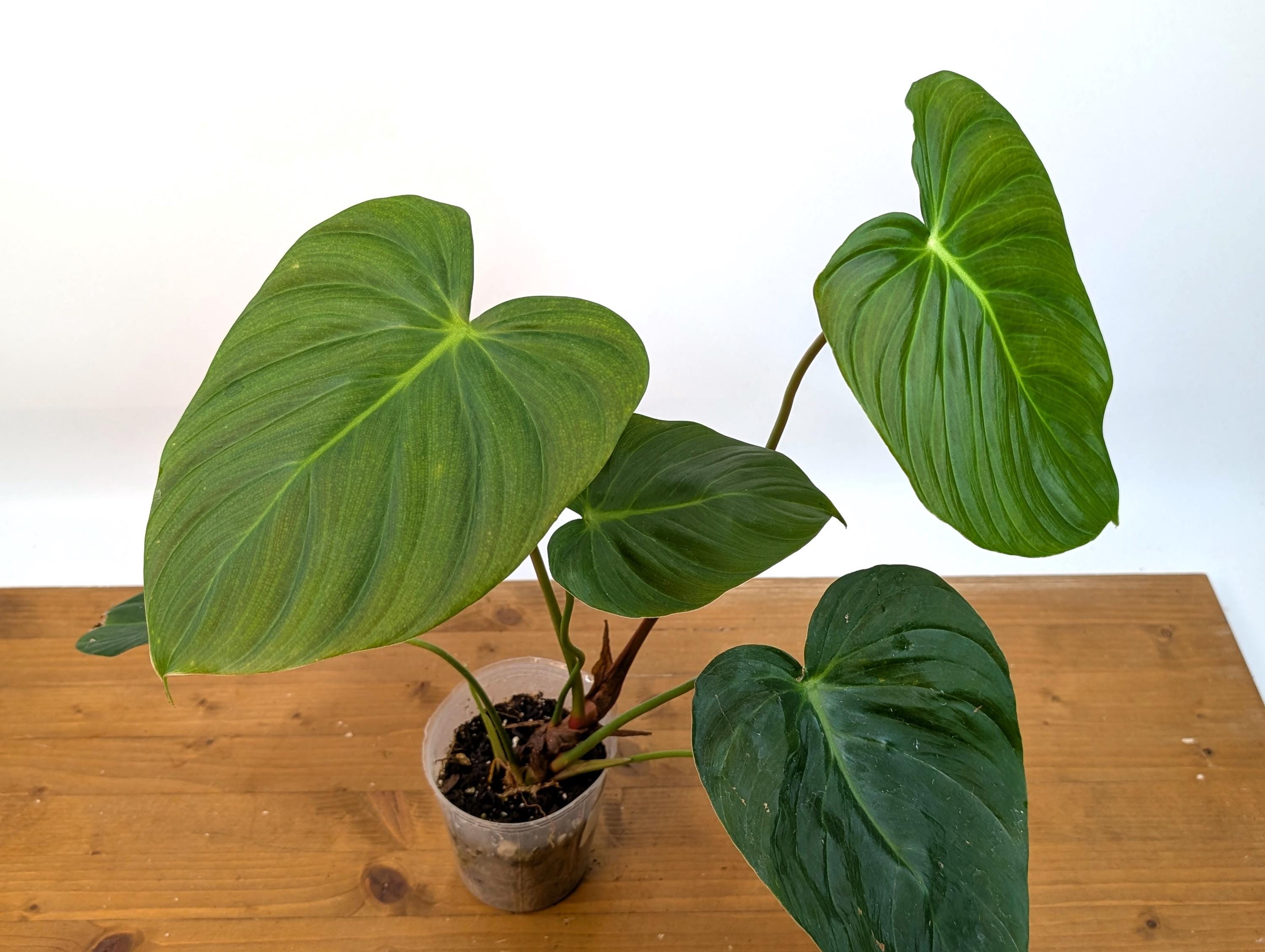 Philodendron Celebration (El Choco Red Rubrijuvenile x Pastazanum)