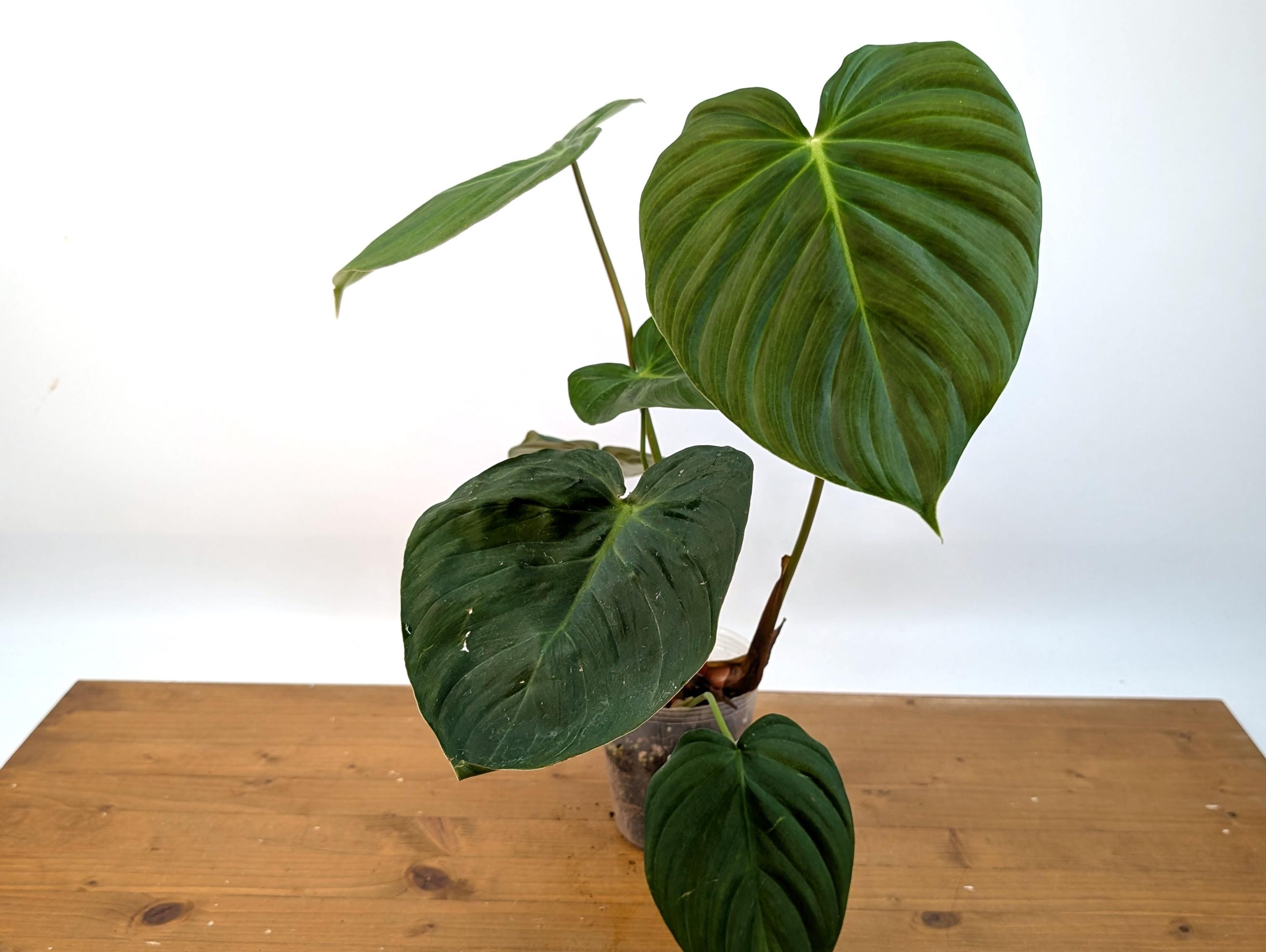 Philodendron Celebration (El Choco Red Rubrijuvenile x Pastazanum)