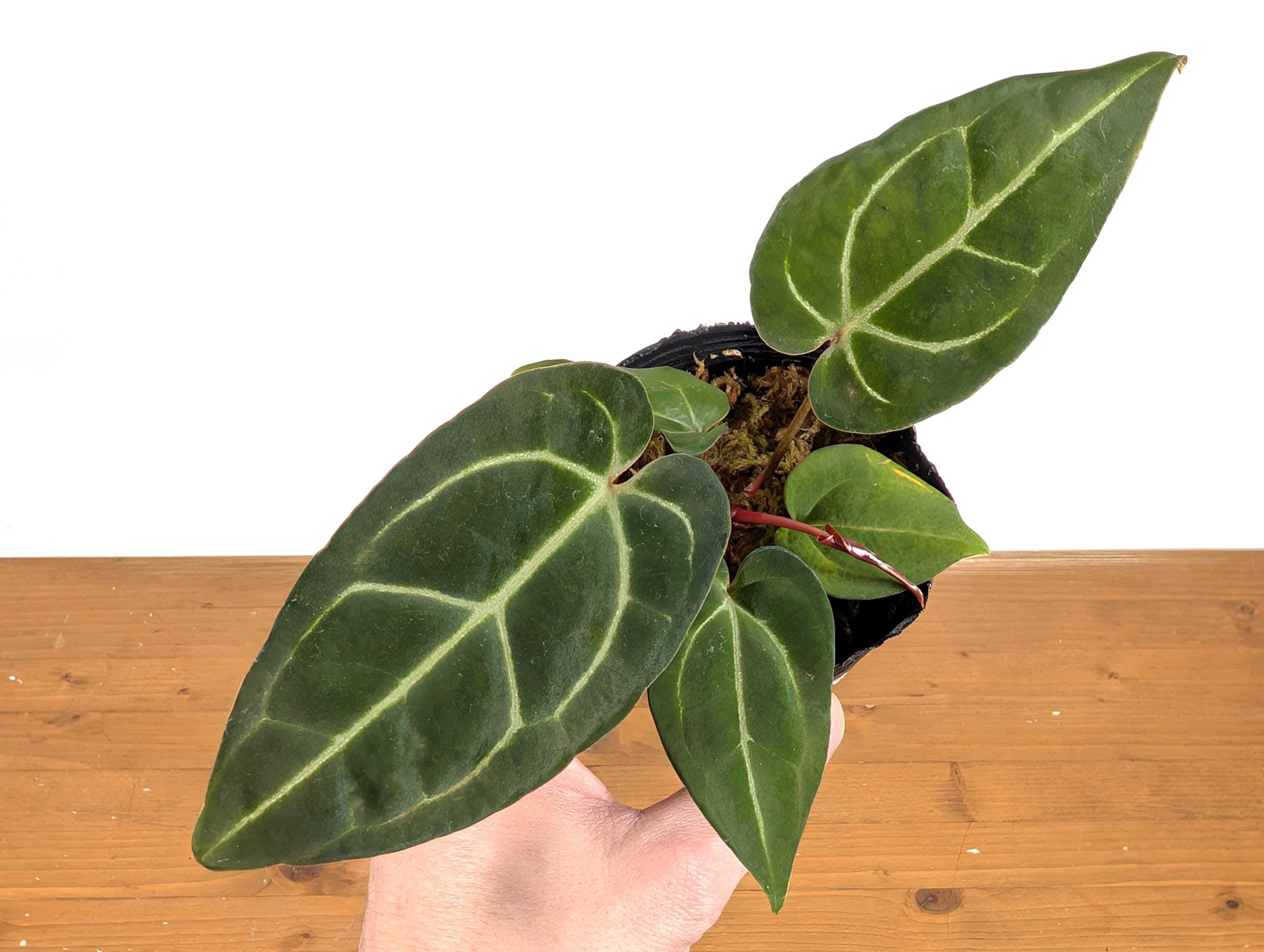 Anthurium Crystal Sky (Crystallinum x Besseae)