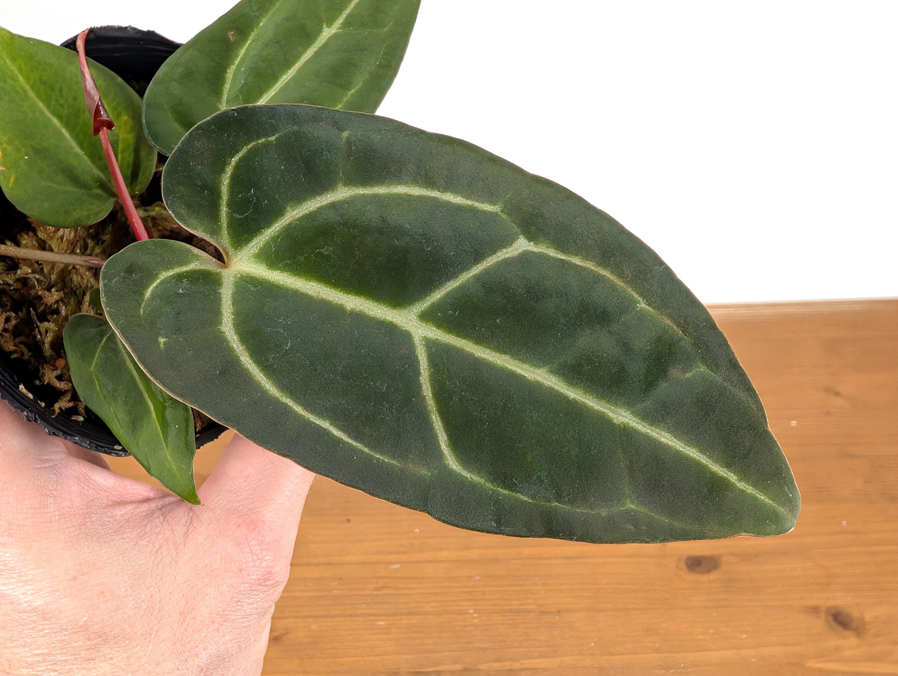 Anthurium Crystal Sky (Crystallinum x Besseae)