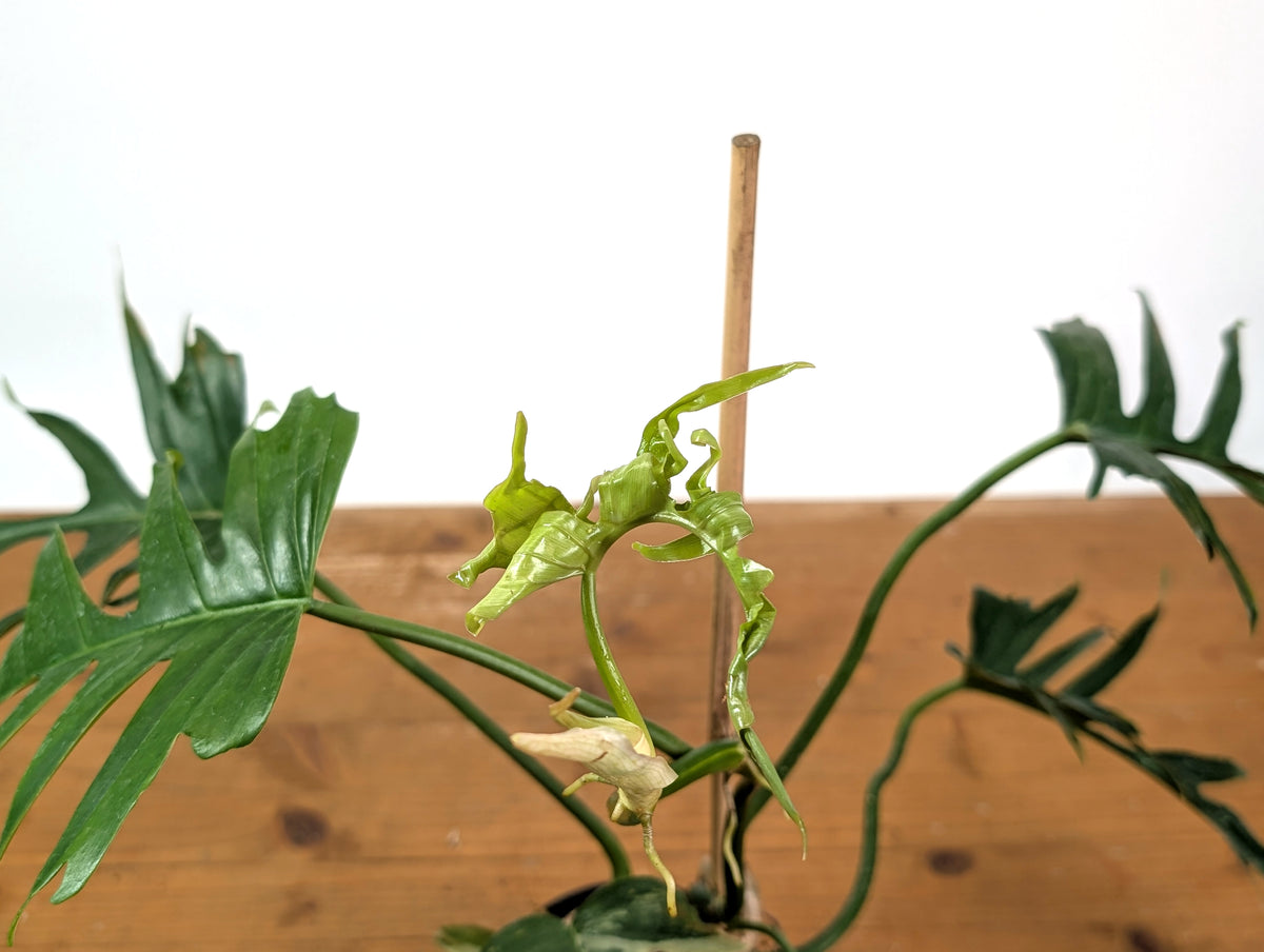Philodendron Florida Beauty x Tortum (Variegated) Exact Plant #10A